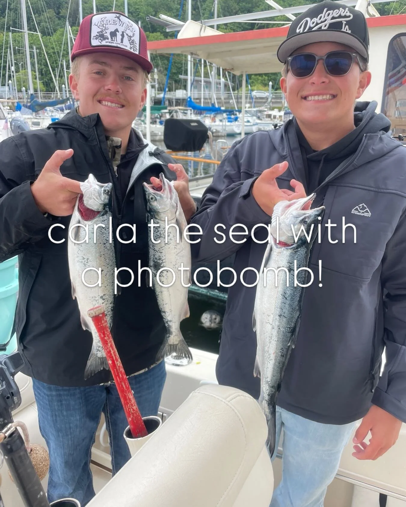 Carla the seal photobombing the shot!  Resident coho is going strong.  #salmonseattle #visitseattle #cohosalmon #gradywhite #yamahaoutboards