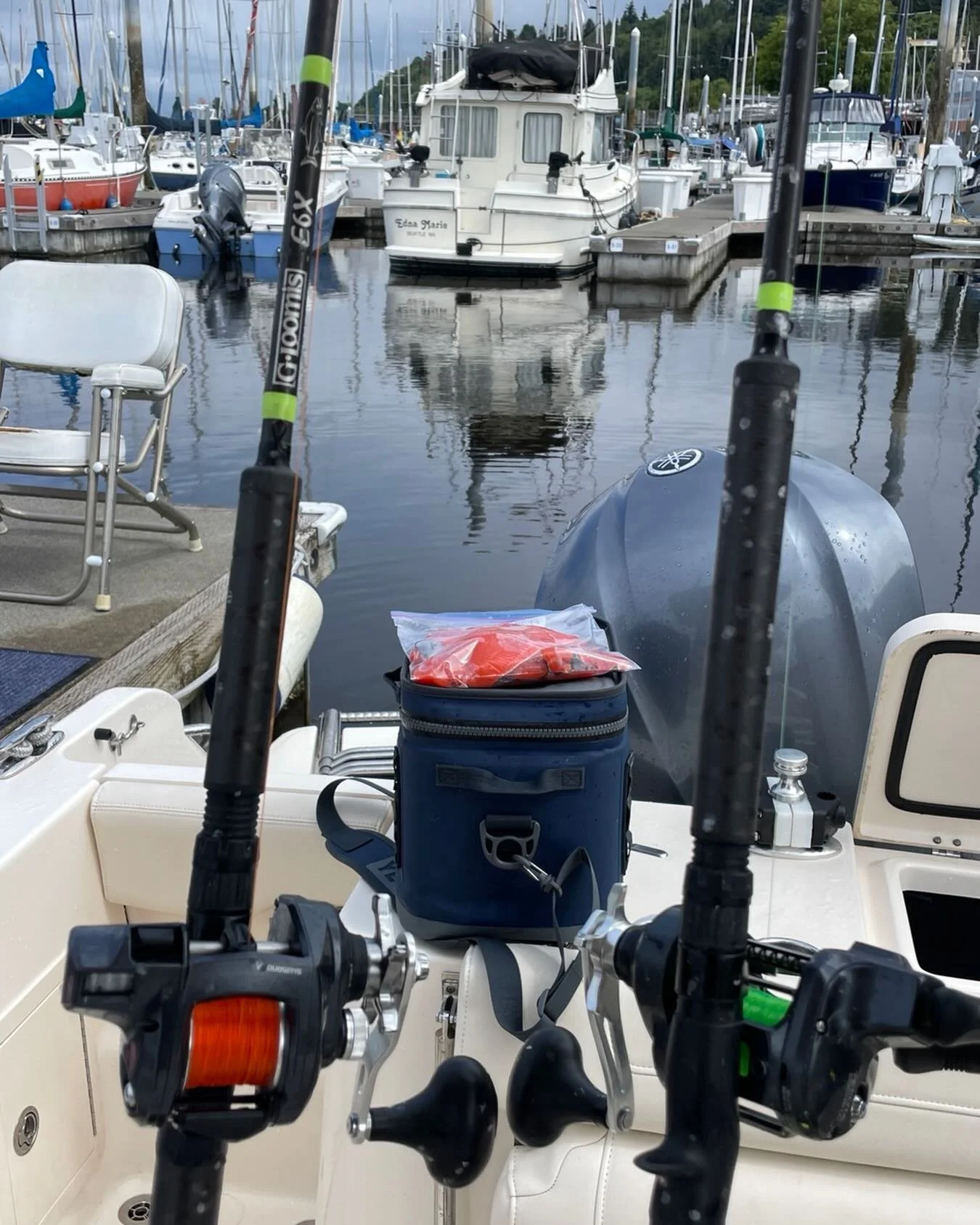 Strong salmon fishing on the sound!  Should only get better in July! #salmonseattle #visitseattle #cohosalmon #gradywhite #yamahaoutboards