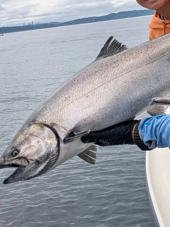 Captain Dave holding a fresh Chinook salmon caught on a Wind Knot Salmon Guides charter boat in Seattle's Puget Sound