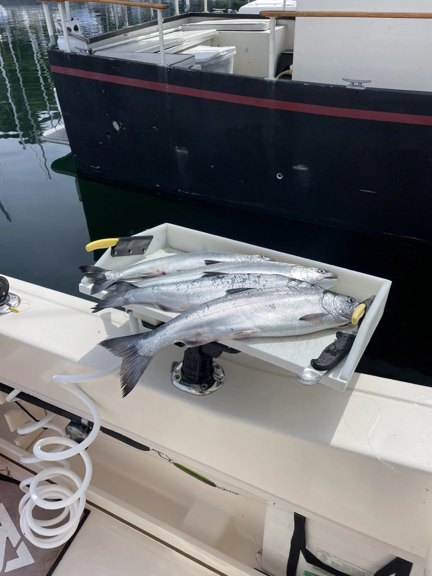 Four coho salmon on the cutting table after a great day on Puget Sound in ballard washington with Wind Knot Guides and www.salmonseattle.com