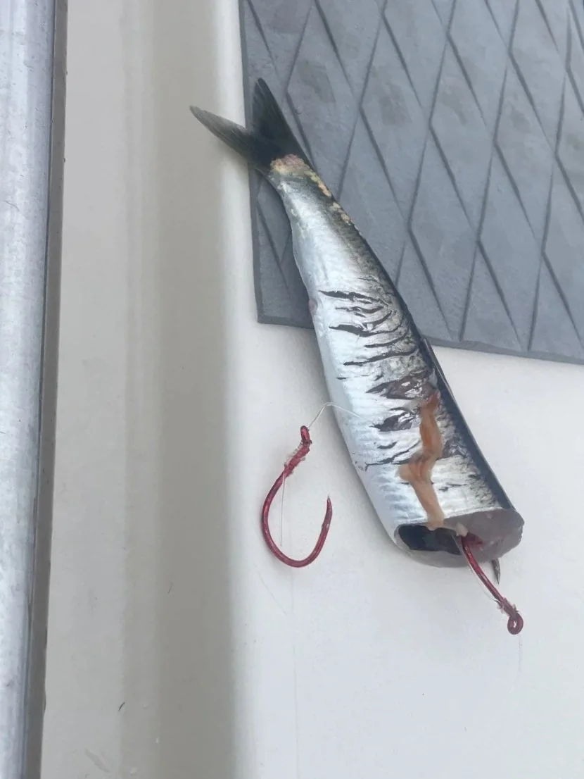 Cut Plug Herring riggede for Salmon Mooching Puget sound Seattle halfday Salmon Charter