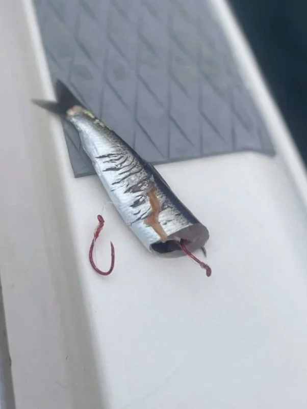 Cut Plug Herring rigged for Salmon Mooching Puget sound Seattle halfday Salmon Charter