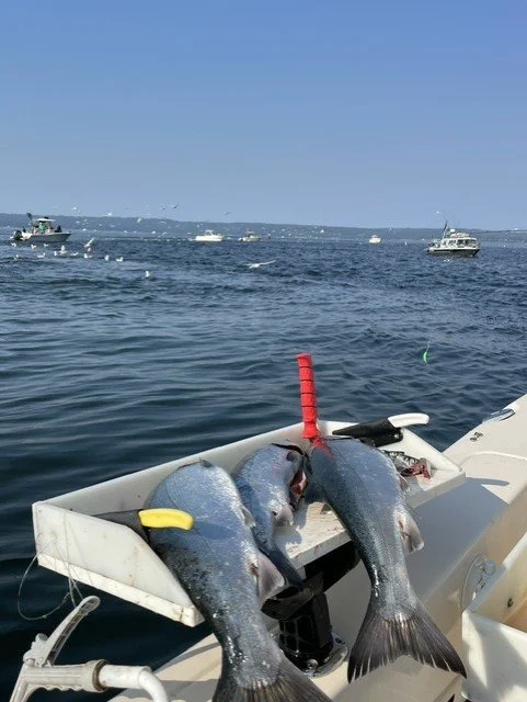 Cutting table with three freshly caught Coho Salmon with several mooching boats in the background.  Seattle Washington August 7th 2026