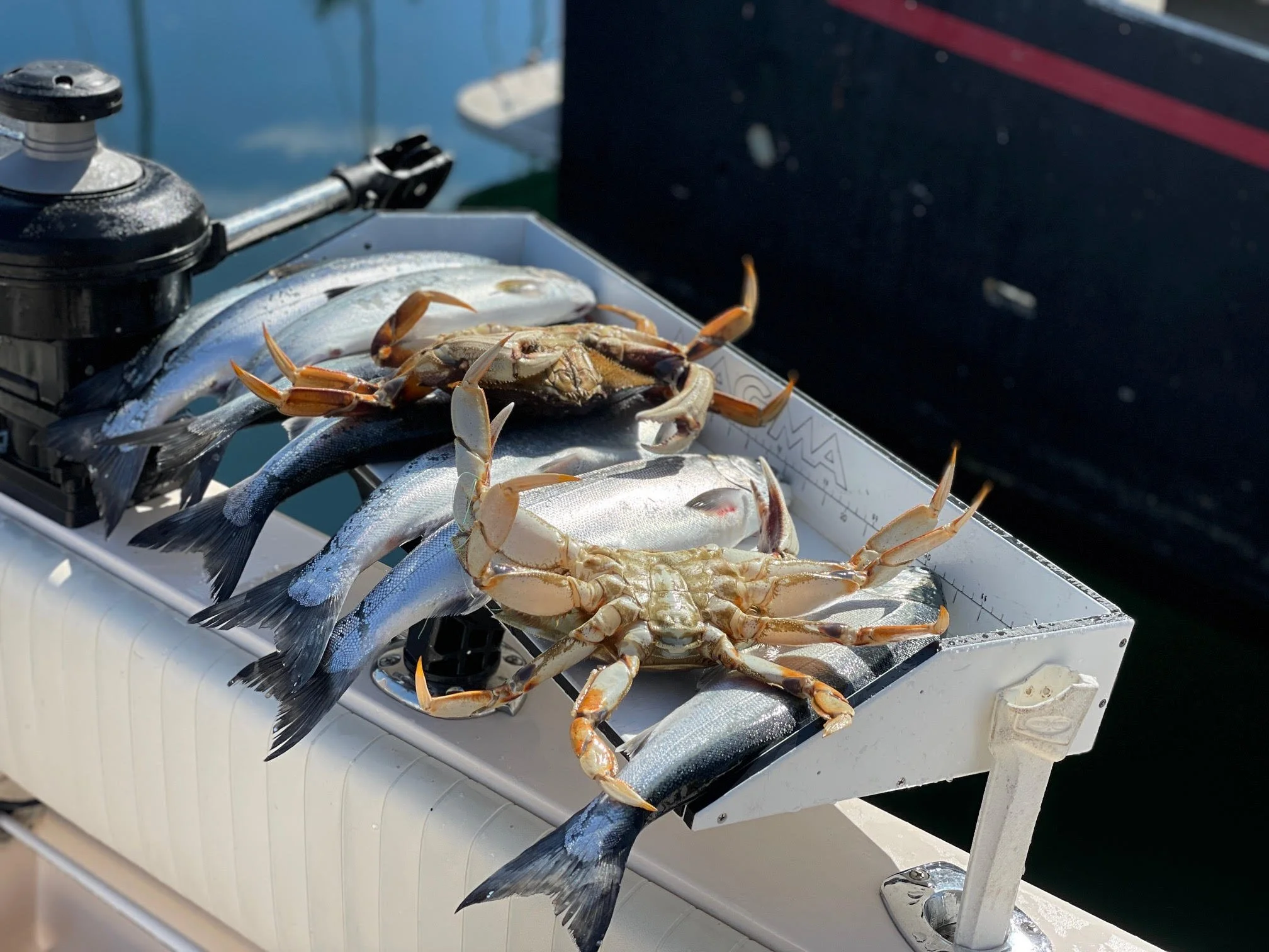 Coho salmon and Dungeness crab limits on Puget Sound with Wind knot Guides