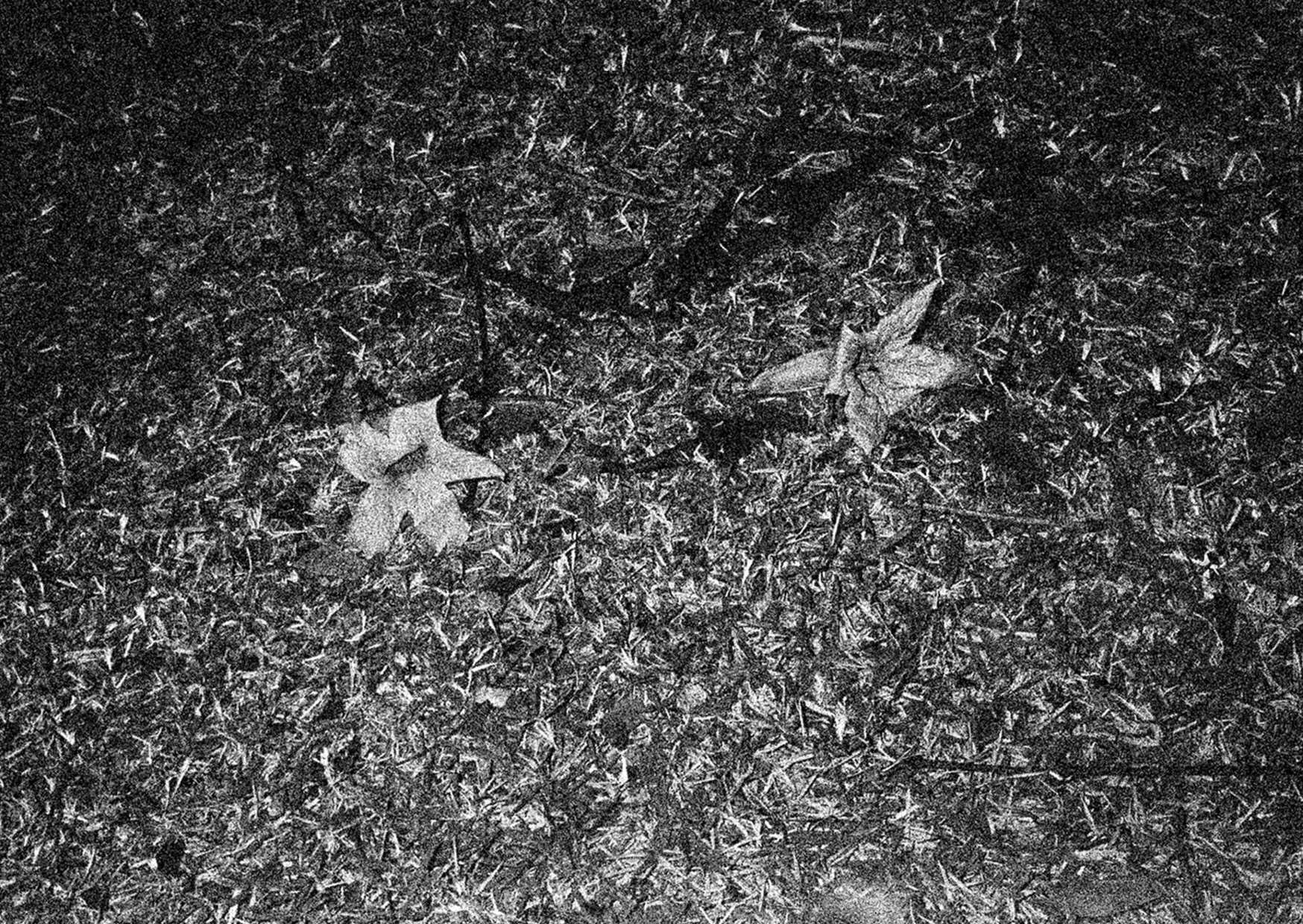 THE BOOKSHOW_BOOK COPY21.jpg