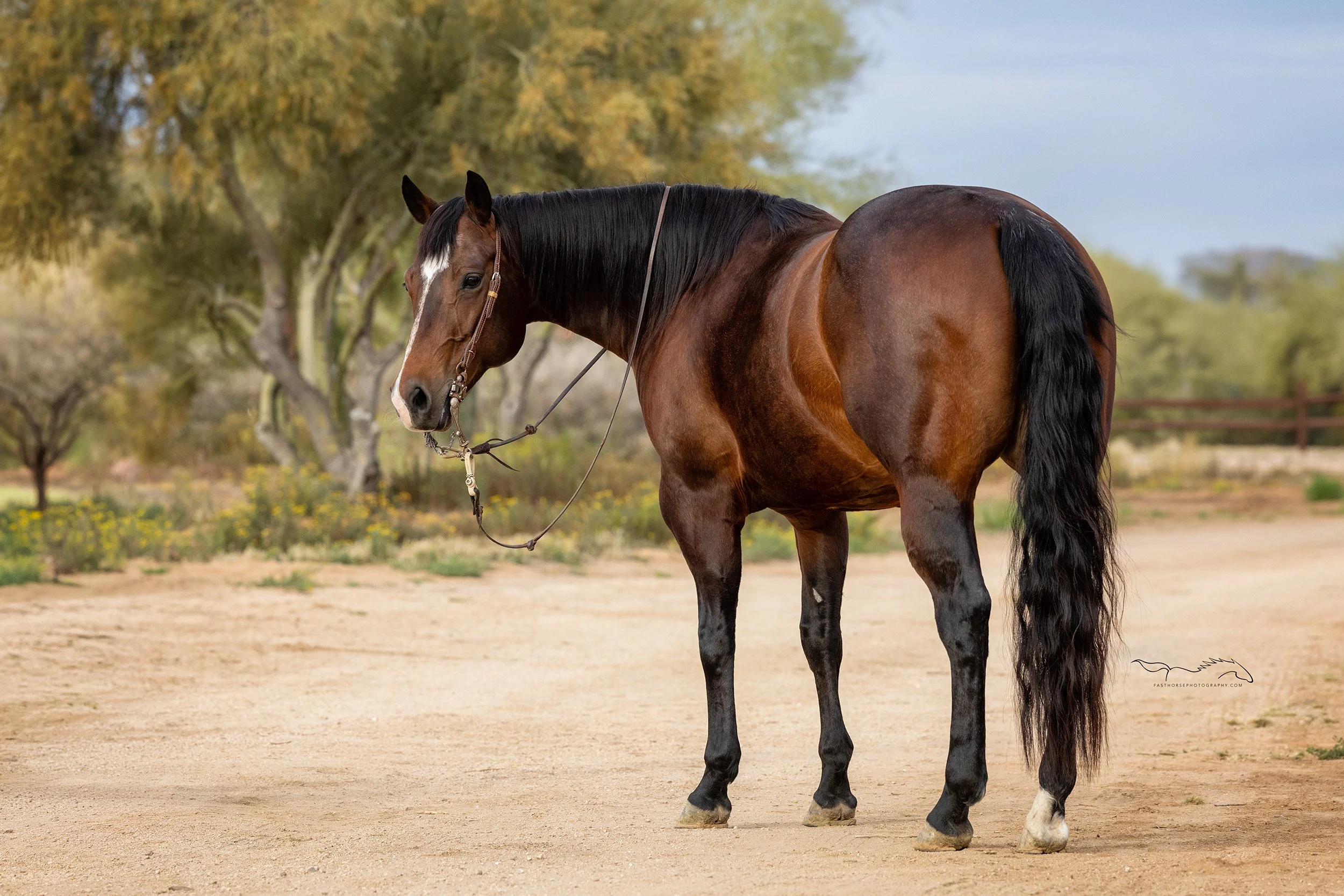 conformation of a bay mare