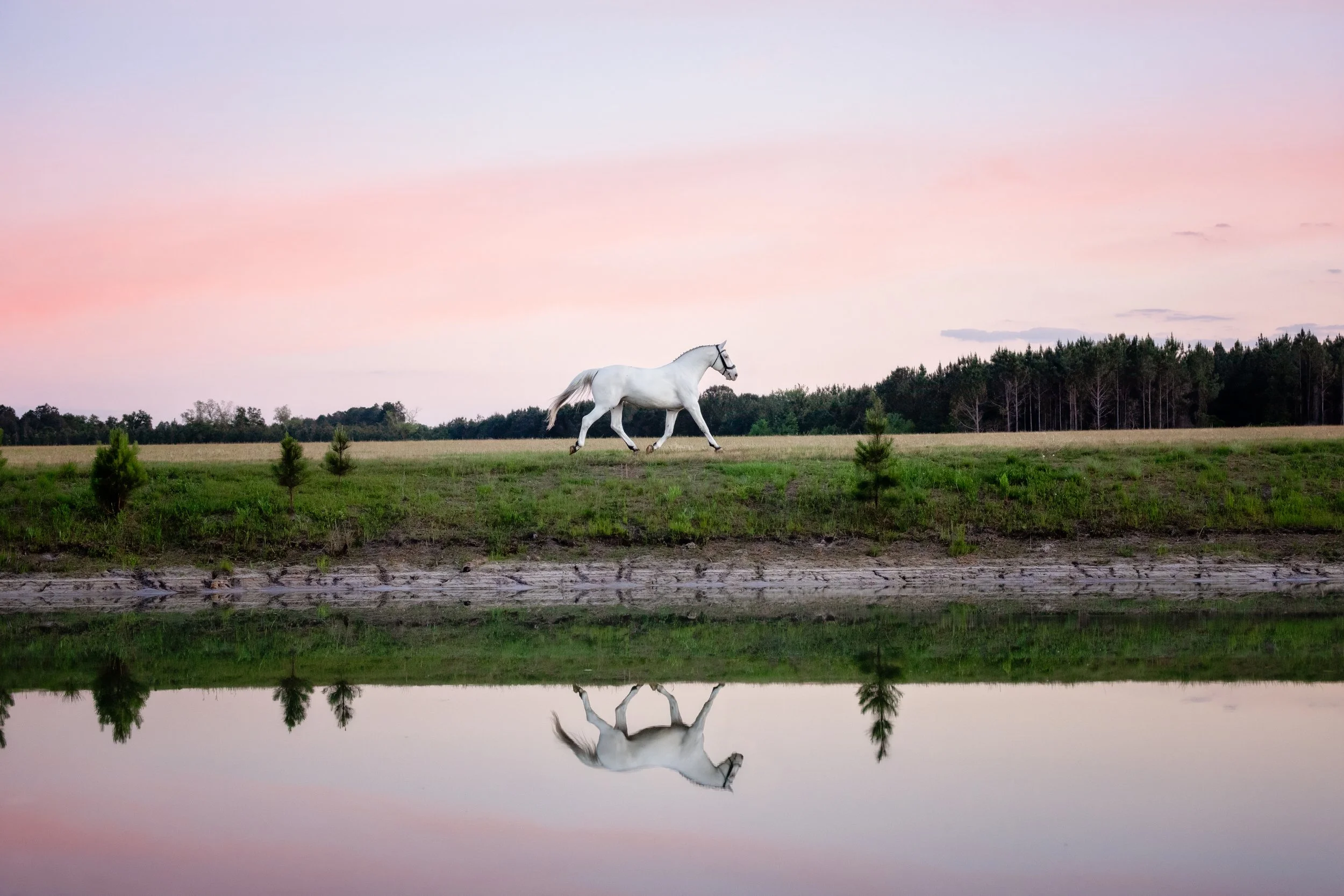 Pax Asgard af Pegasus trots next to a pond