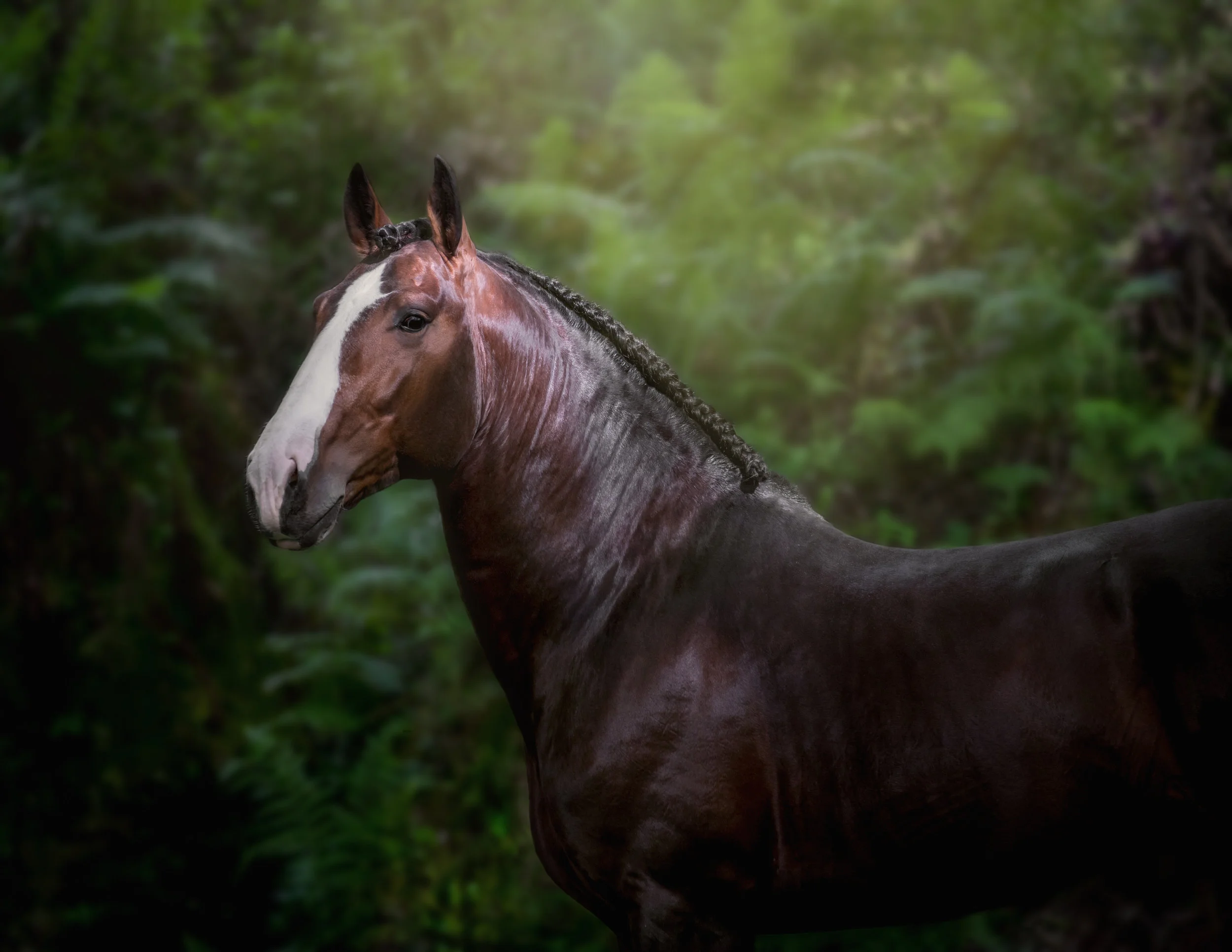 Lusitano_Stallion-3.jpg