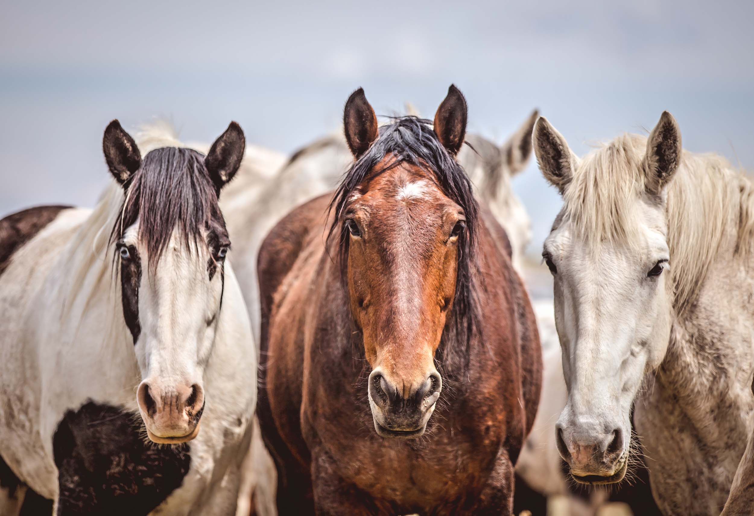 Horse Portraits.jpg