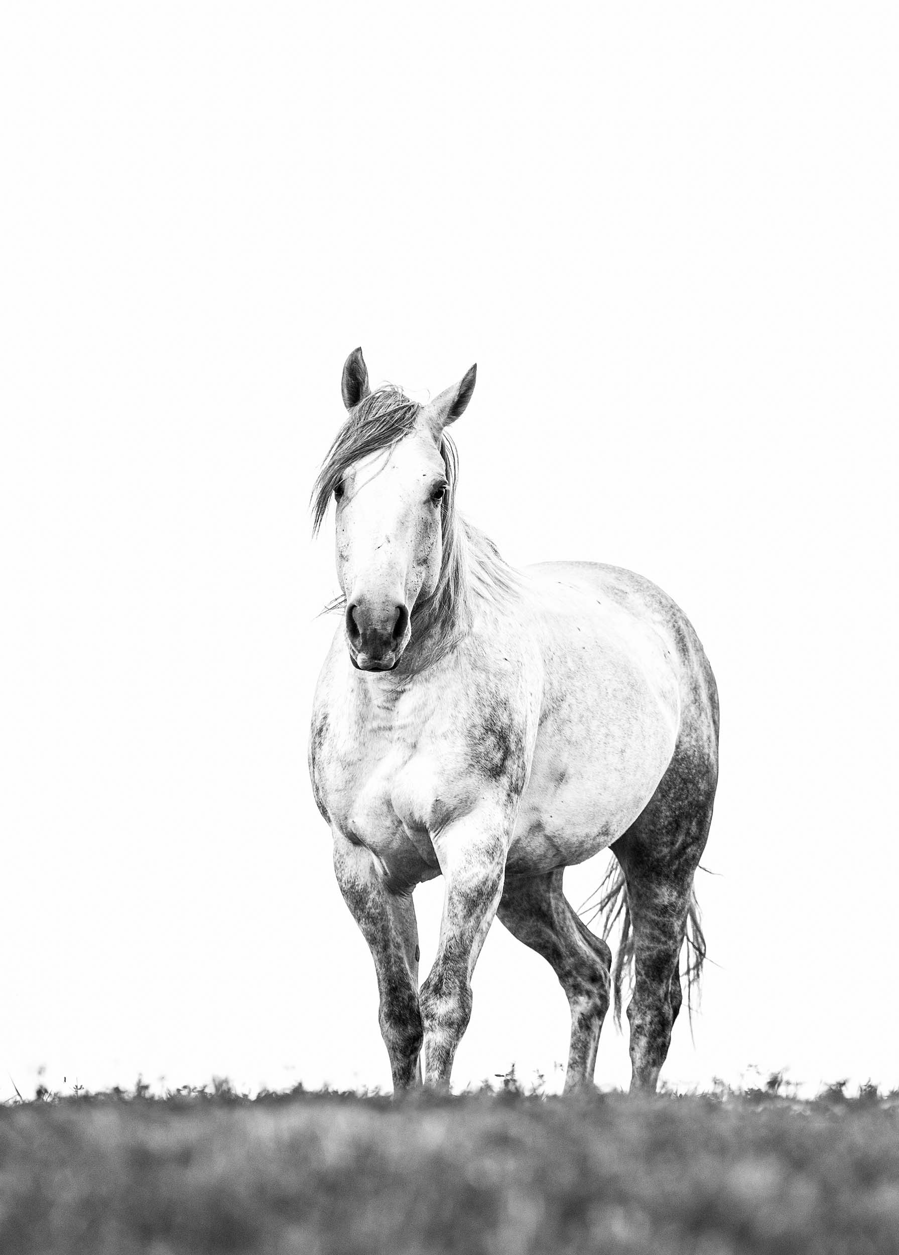 Horse Portrait.jpg