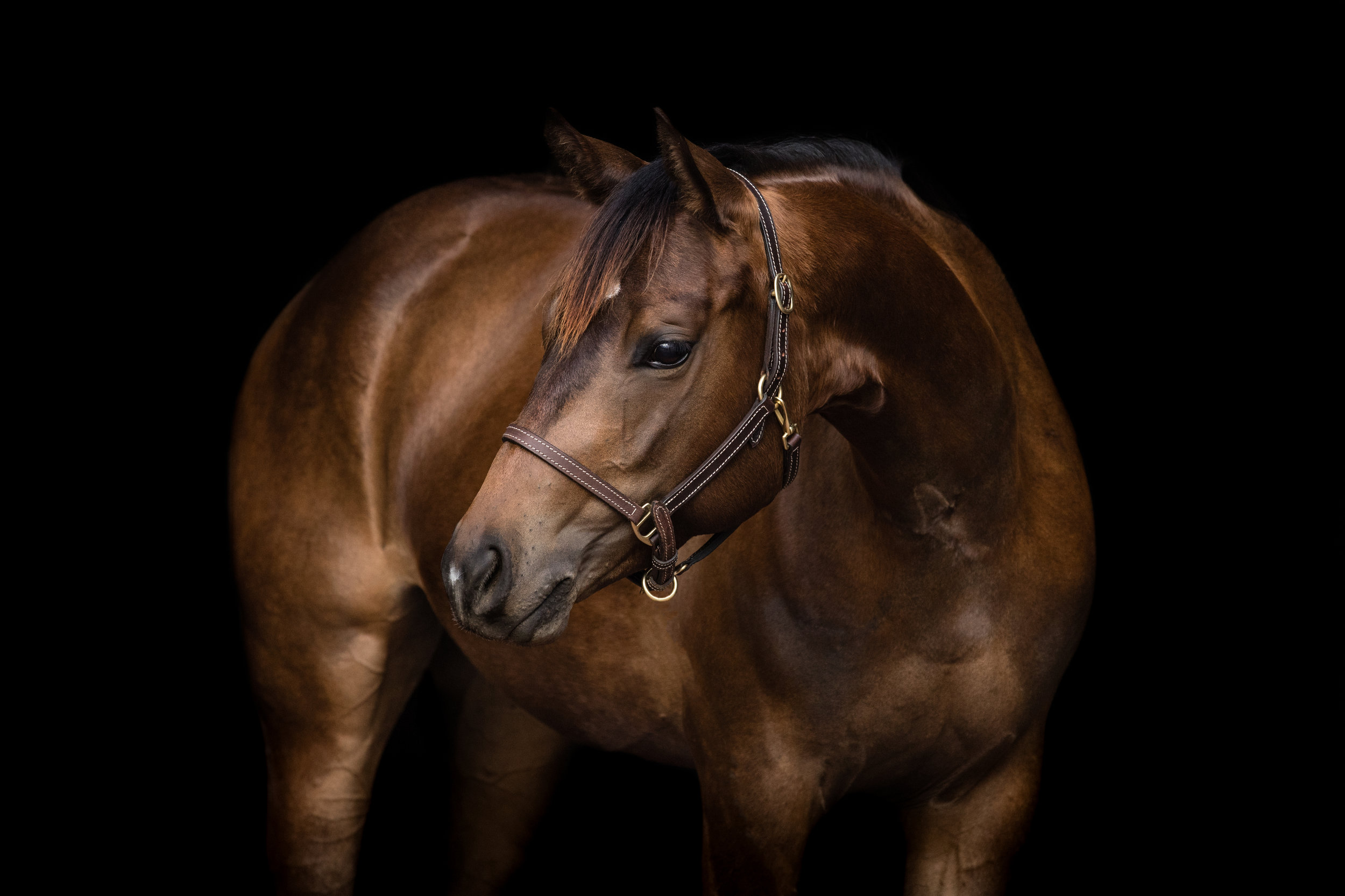 Quarter_Horse-.jpg