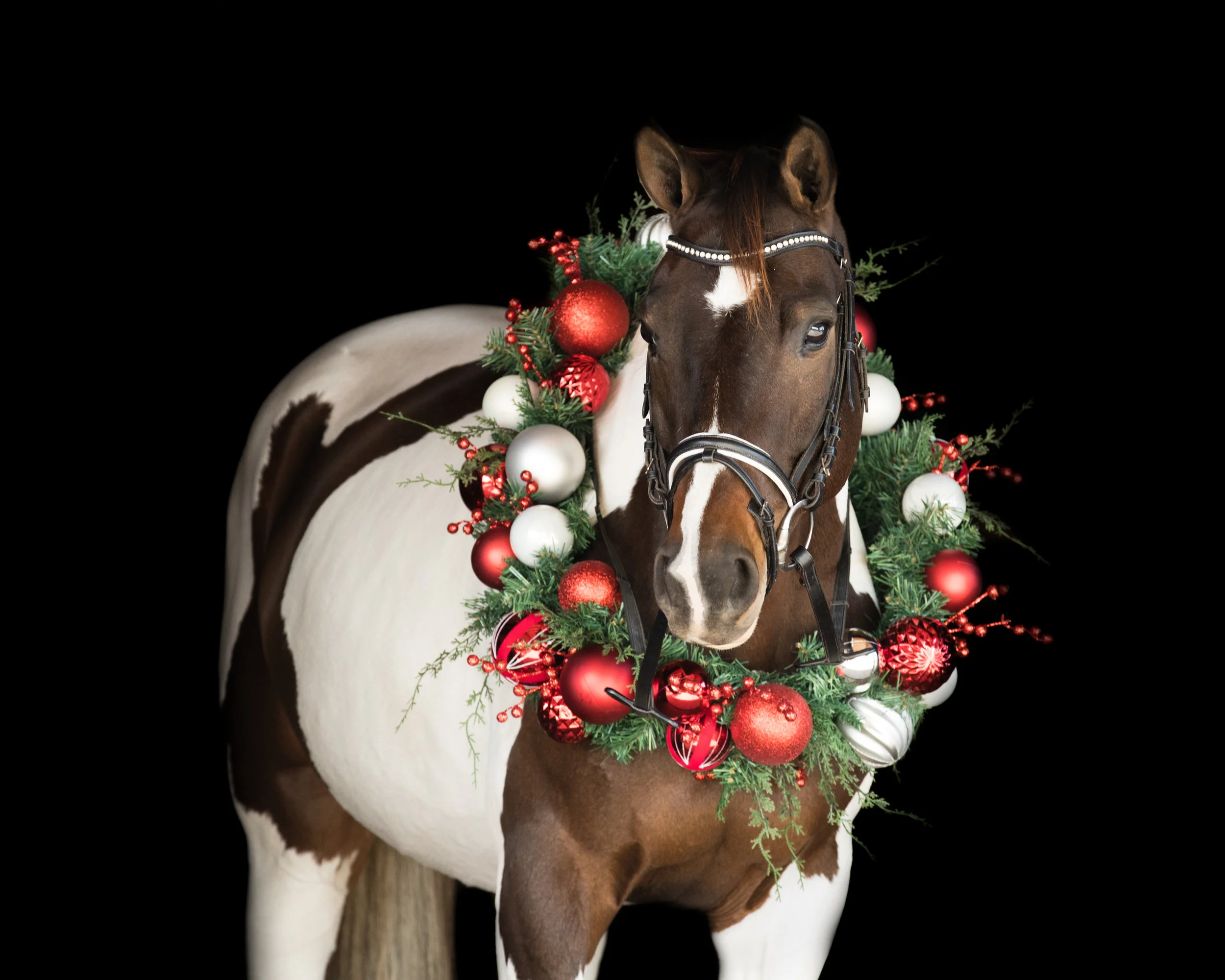 TIPS FOR CREATING EPIC HOLIDAY PICTURES OF YOUR HORSE THIS SEASON