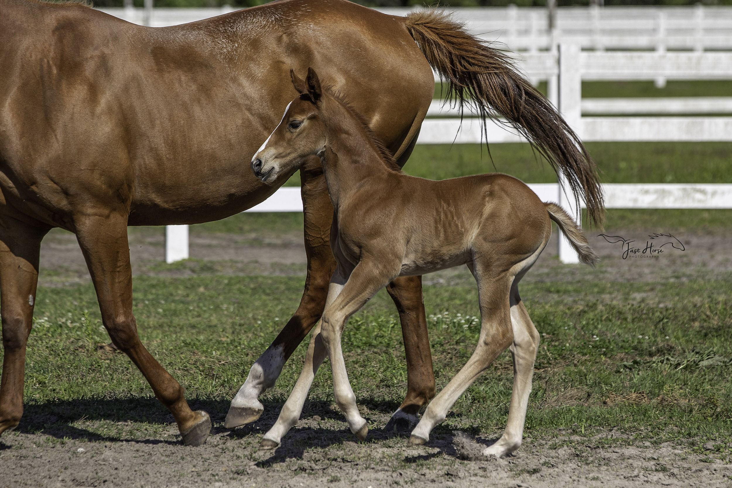 Capturing The First Week Of A New Foals Life Fast Horse Photography 