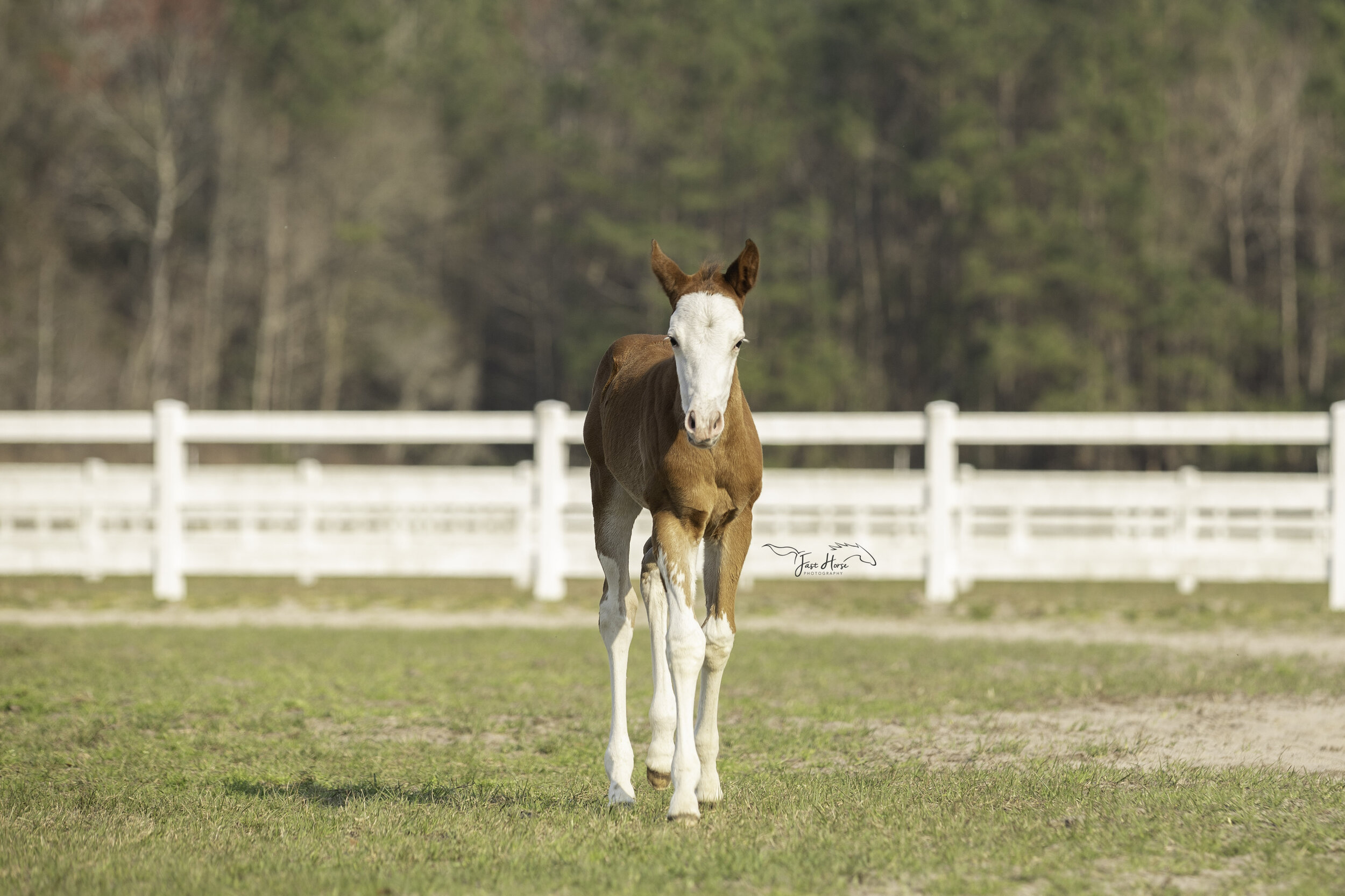 apha-dream catcher stables-fast horse photography-1.jpg