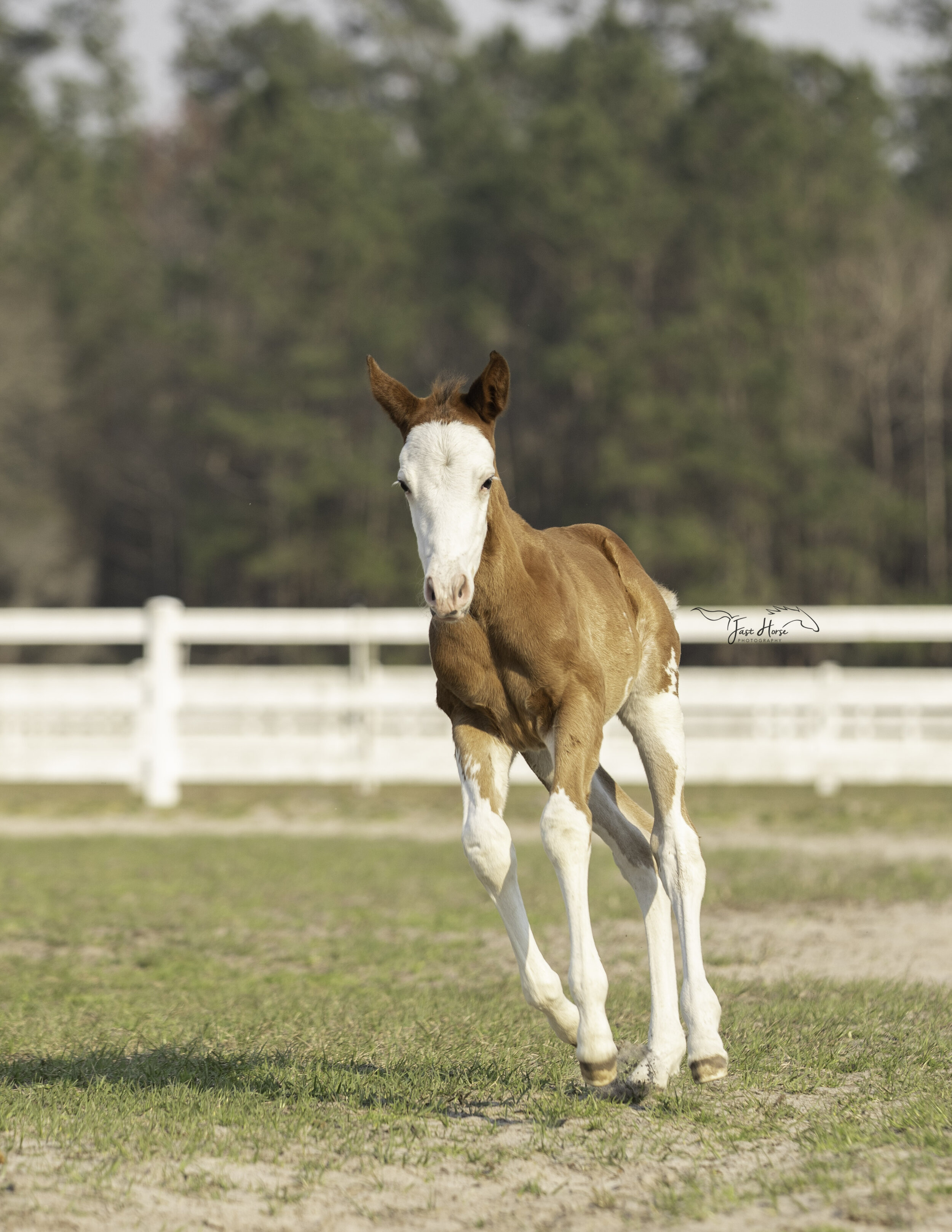 apha-dream catcher stables-fast horse photography-6.jpg