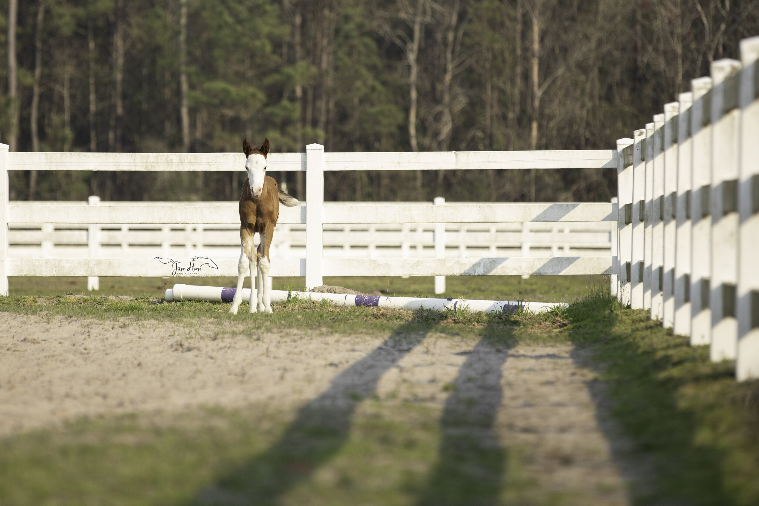 apha-dream catcher stables-fast horse photography-9.jpg