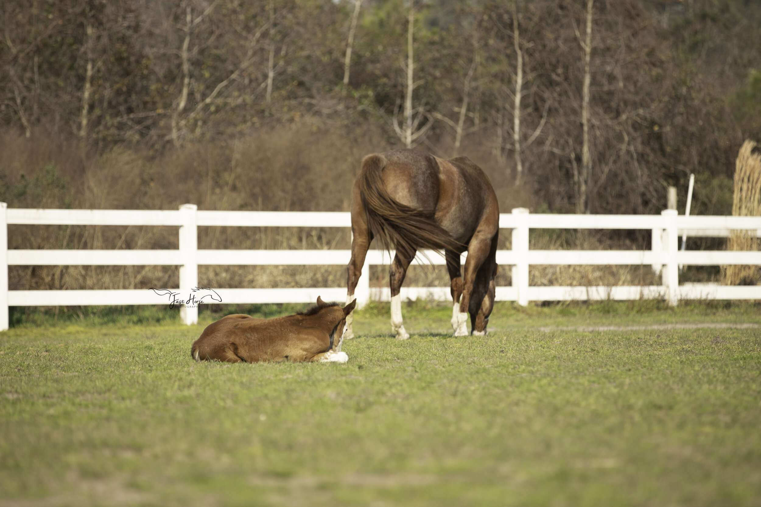 apha-dream catcher stables-fast horse photography-11.jpg