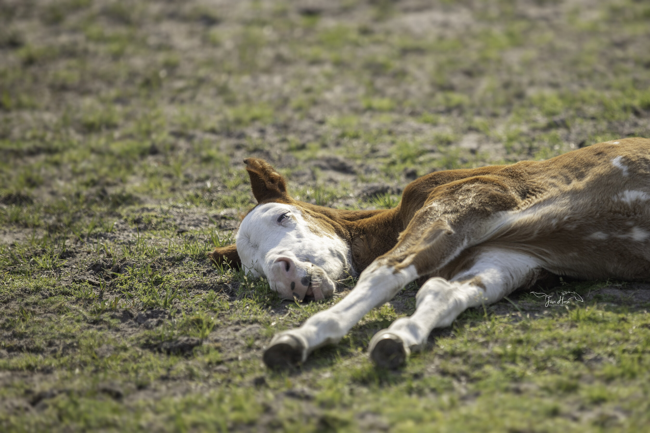 apha-dream catcher stables-fast horse photography-14.jpg