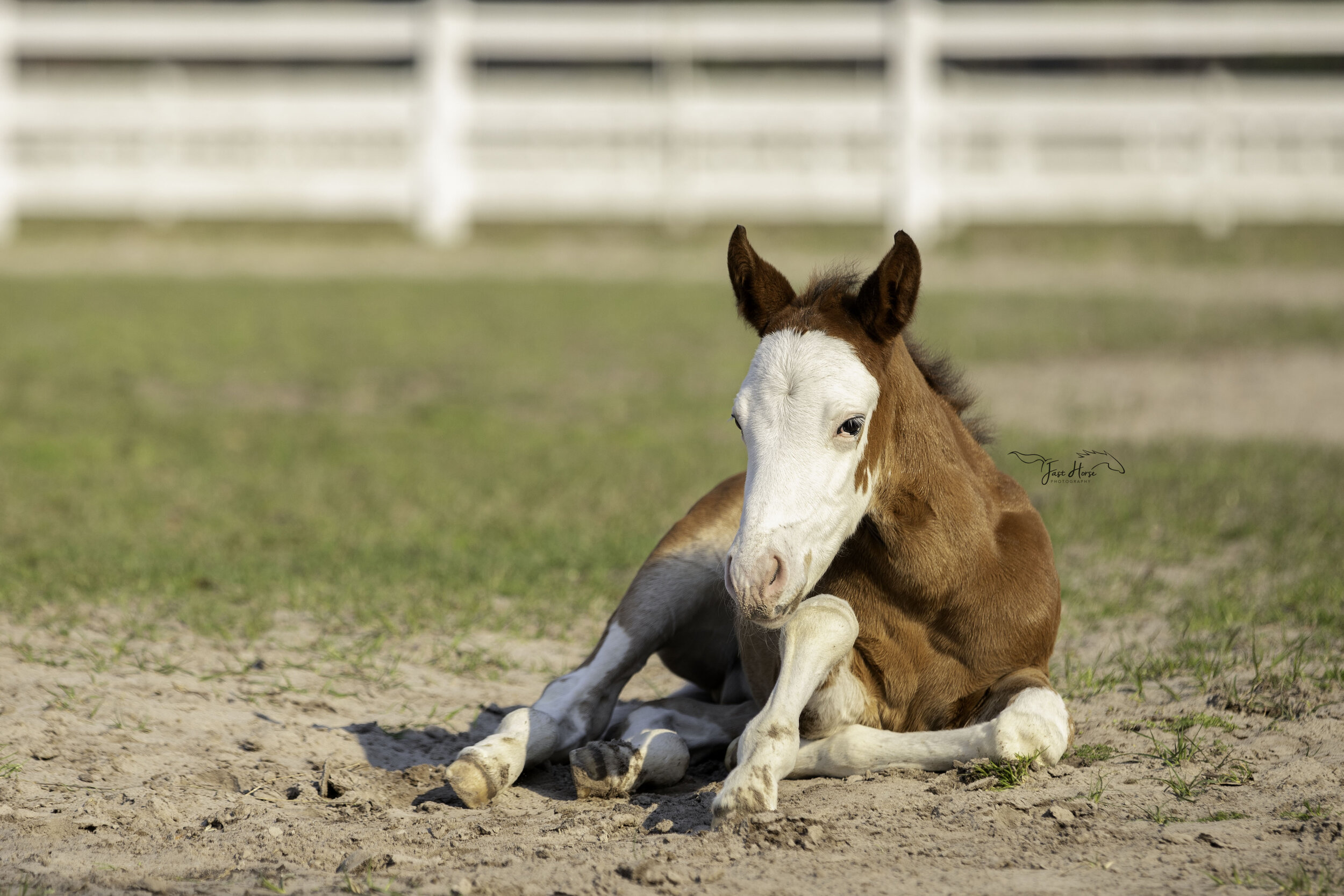 APHA_Foal_Colt_Florida_Fast Horse Photography_2.jpg