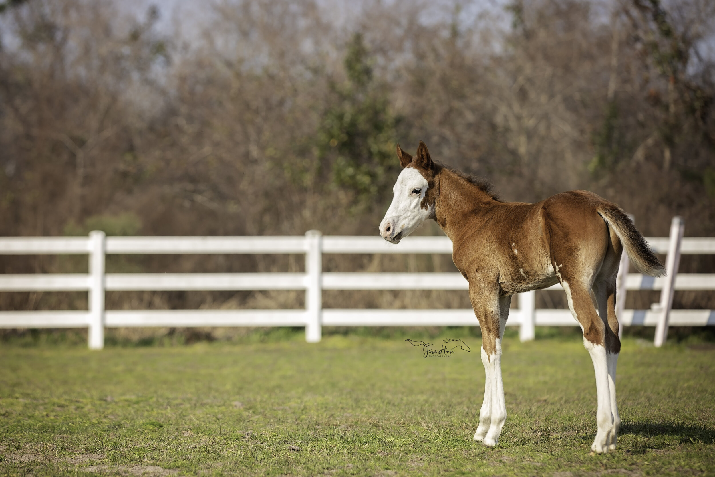 APHA_Foal_Colt_Florida_Fast Horse Photography.jpg