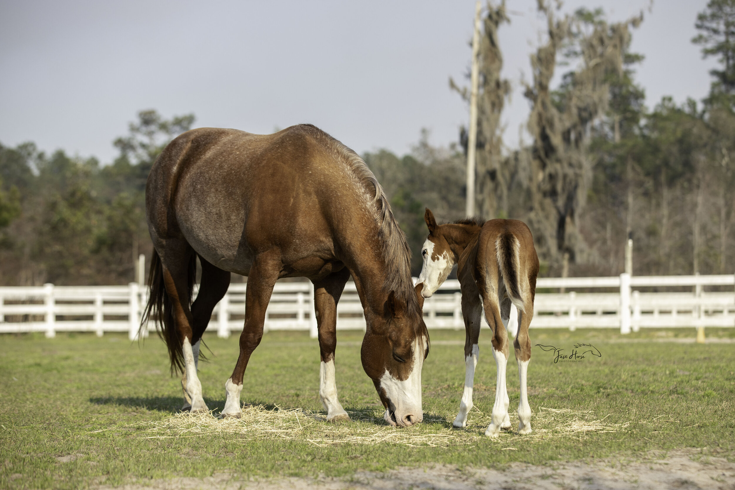 APHA_Foal_Colt_Florida_Fast Horse Photography_3.jpg