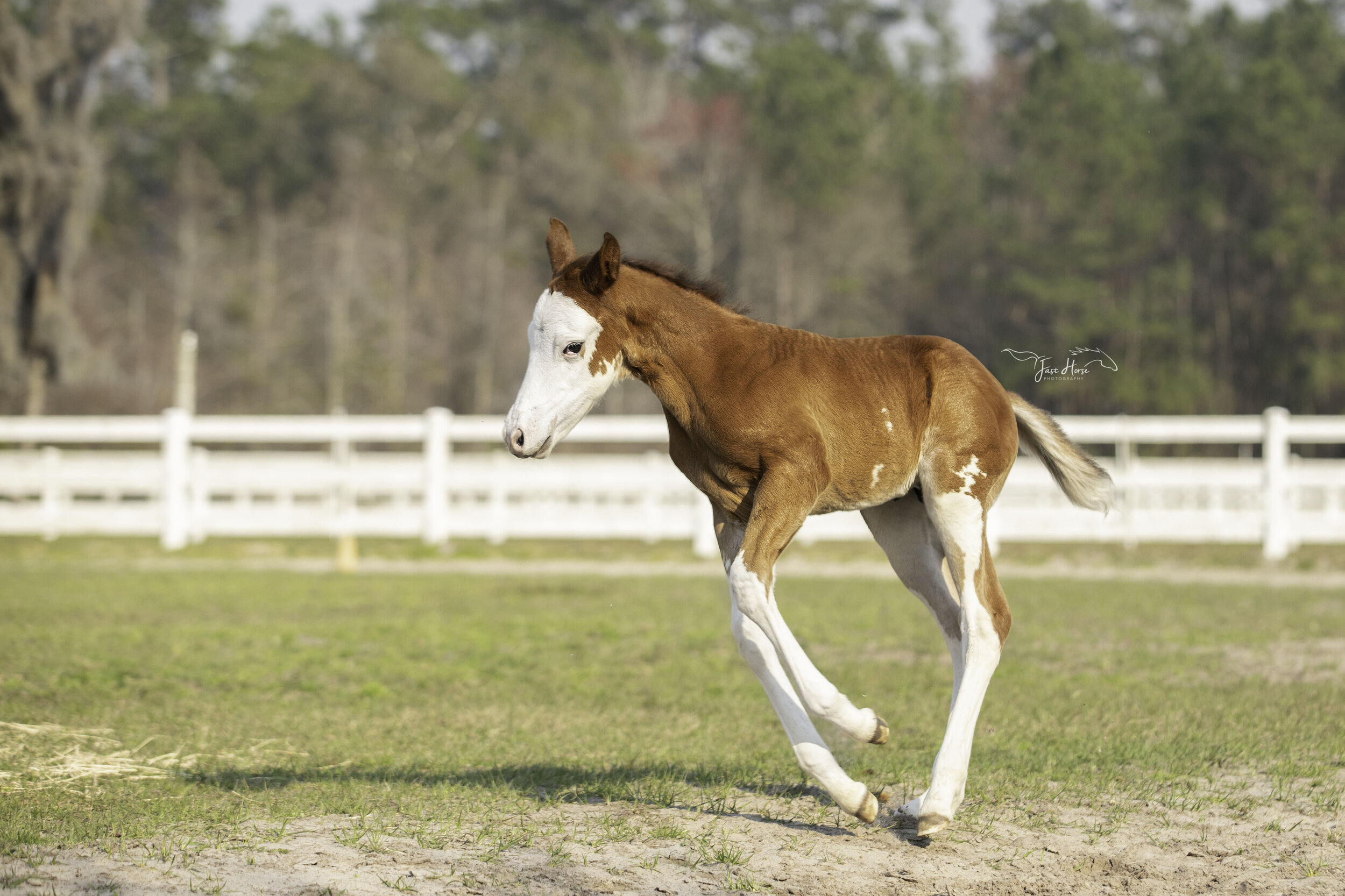 APHA_Foal_Colt_Florida_Fast Horse Photography_4.jpg