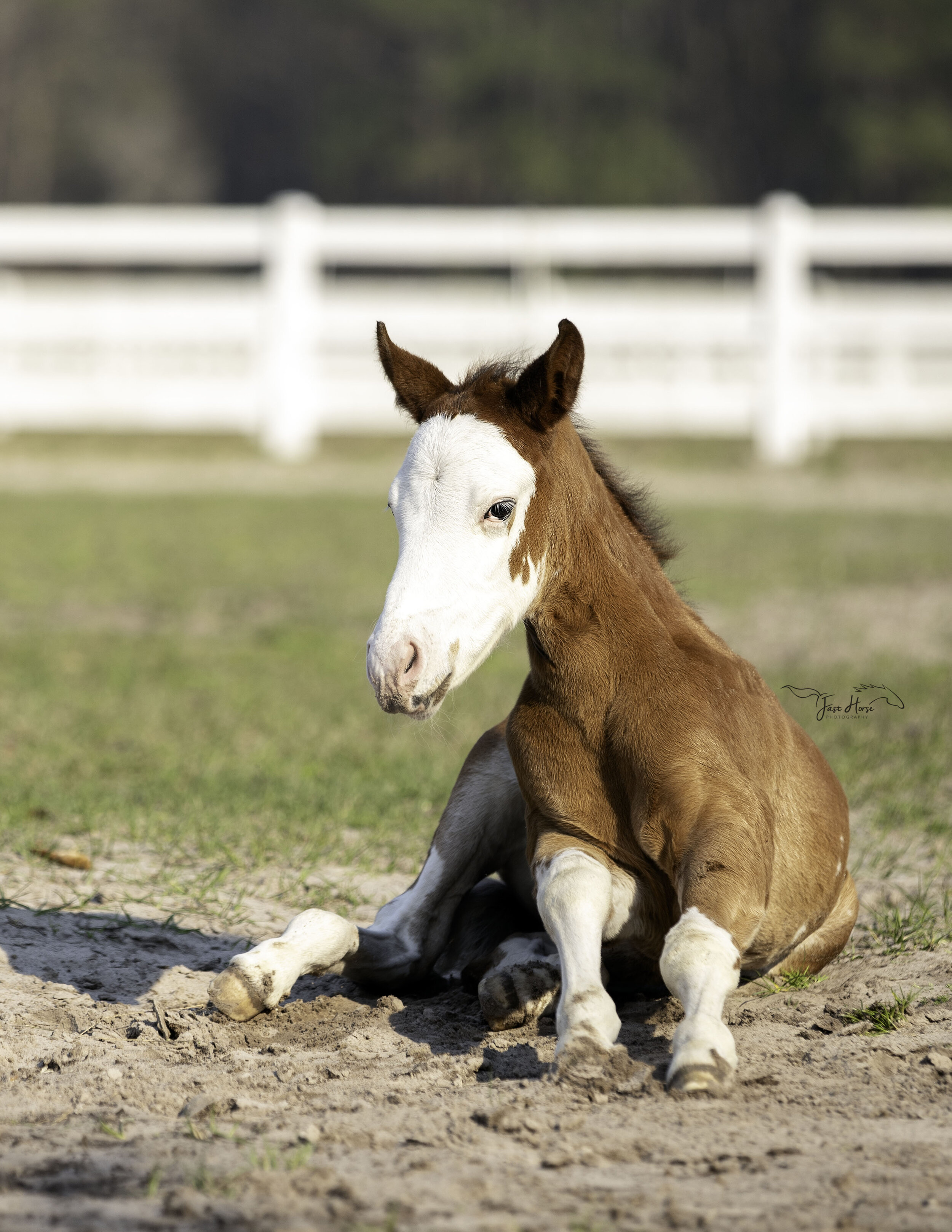 APHA_Foal_Colt_Florida_Fast Horse Photography_5.jpg