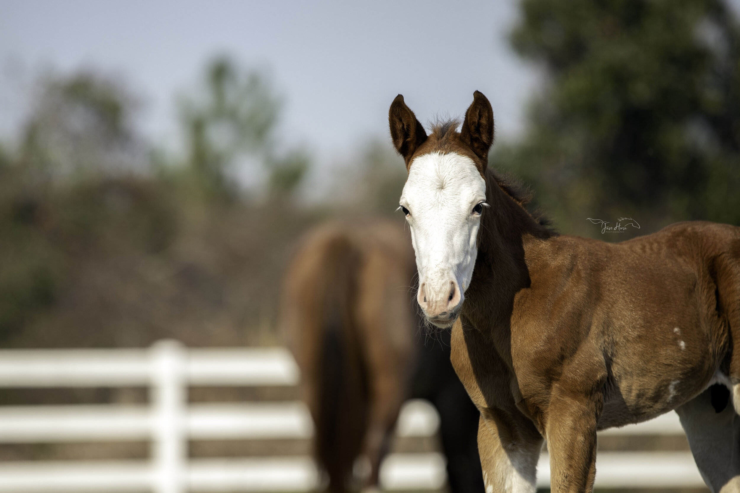 APHA_Foal_Colt_Florida_Fast Horse Photography_6.jpg