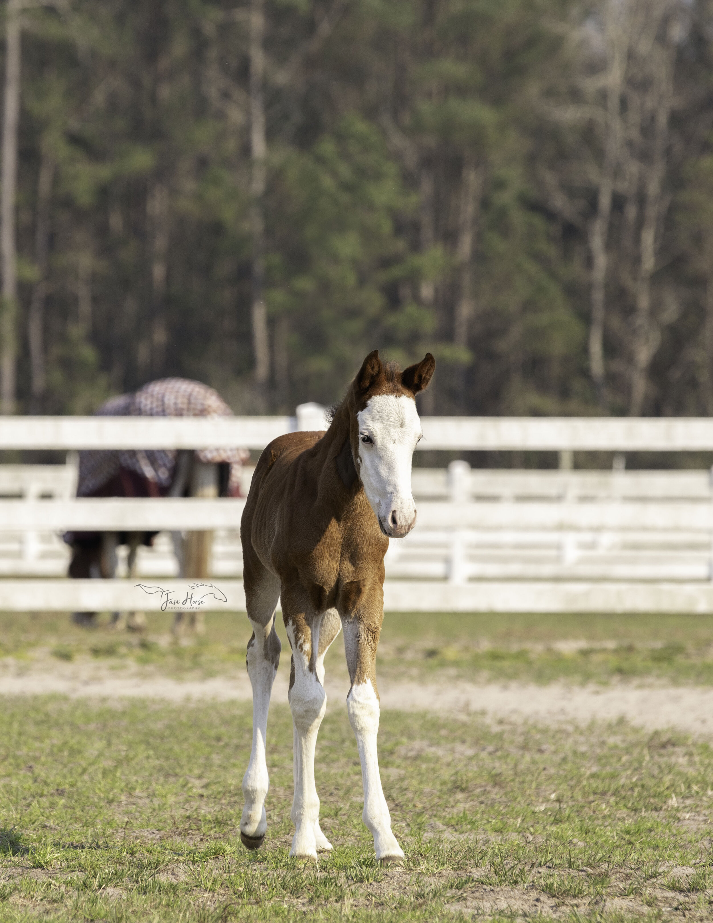 APHA_Foal_Colt_Florida_Fast Horse Photography_7.jpg