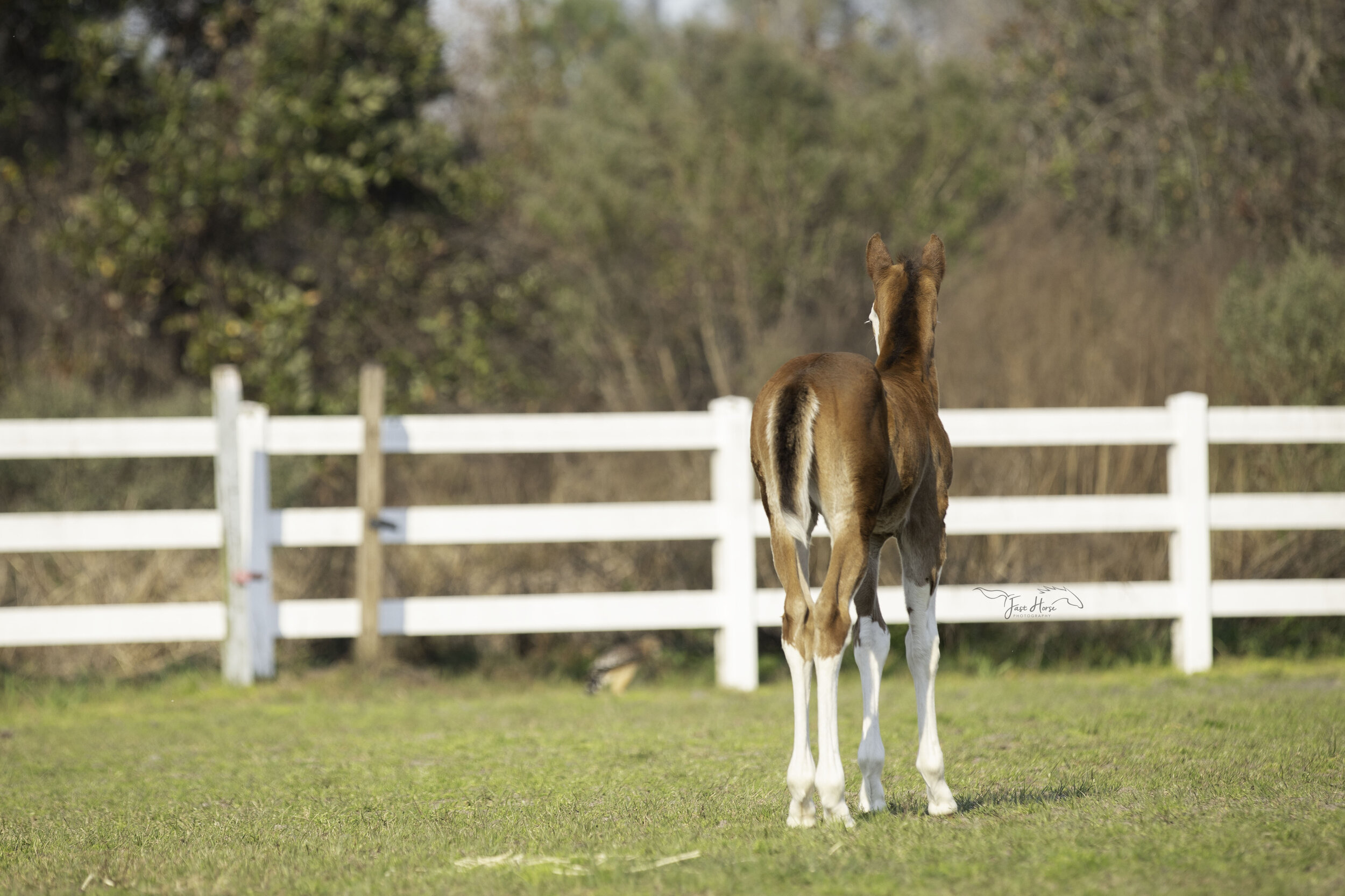 APHA_Foal_Colt_Florida_Fast Horse Photography_8.jpg