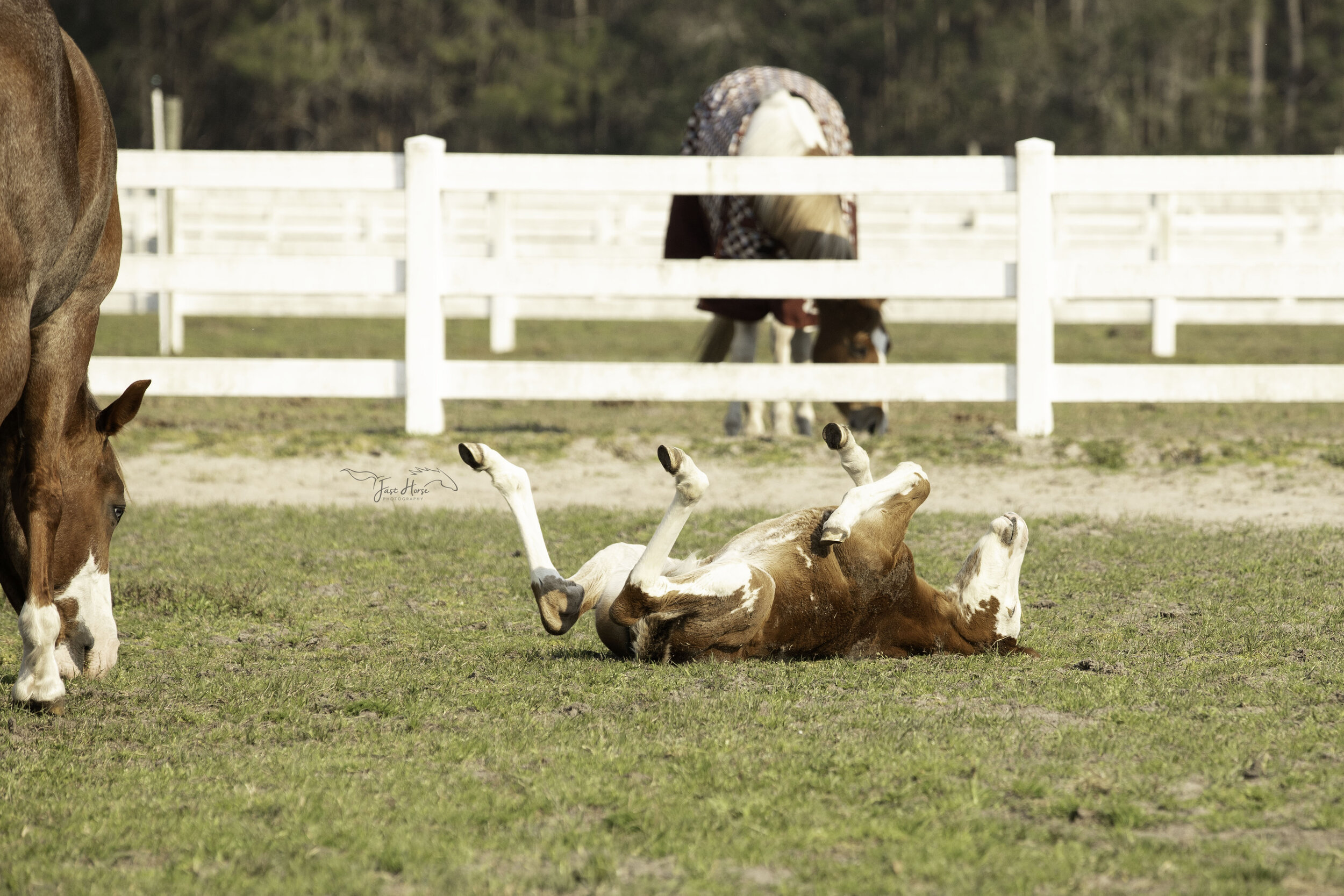 APHA_Foal_Colt_Florida_Fast Horse Photography_9.jpg