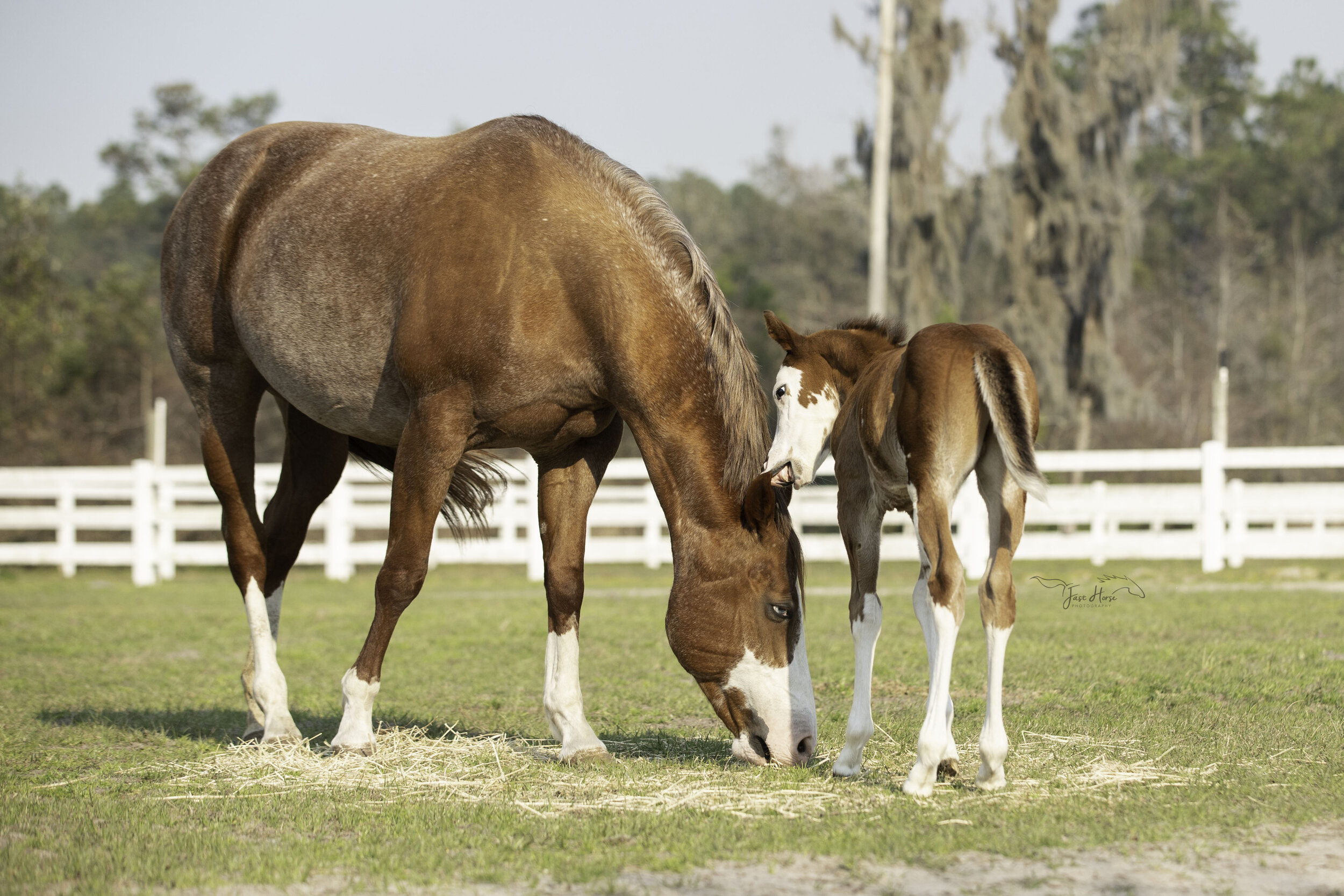 APHA_Foal_Colt_Florida_Fast Horse Photography_10.jpg