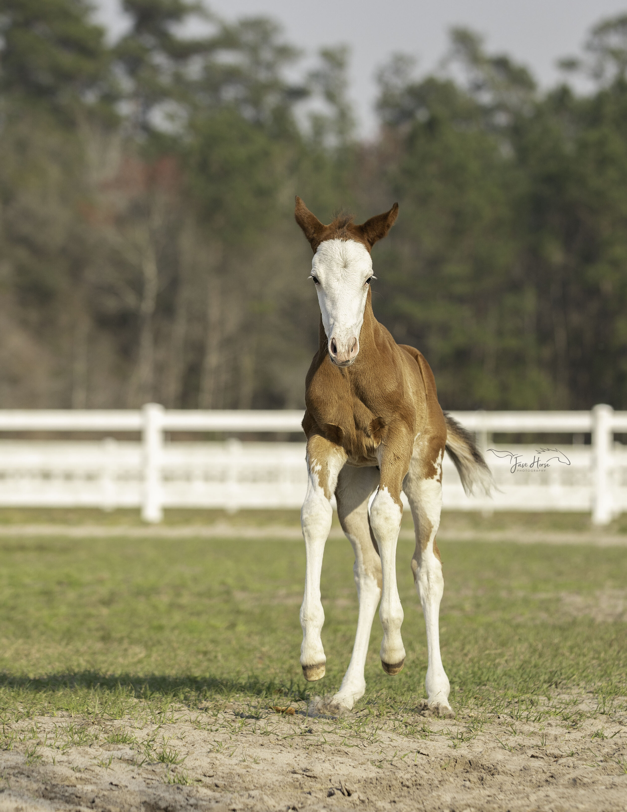 APHA_Foal_Colt_Florida_Fast Horse Photography_11.jpg