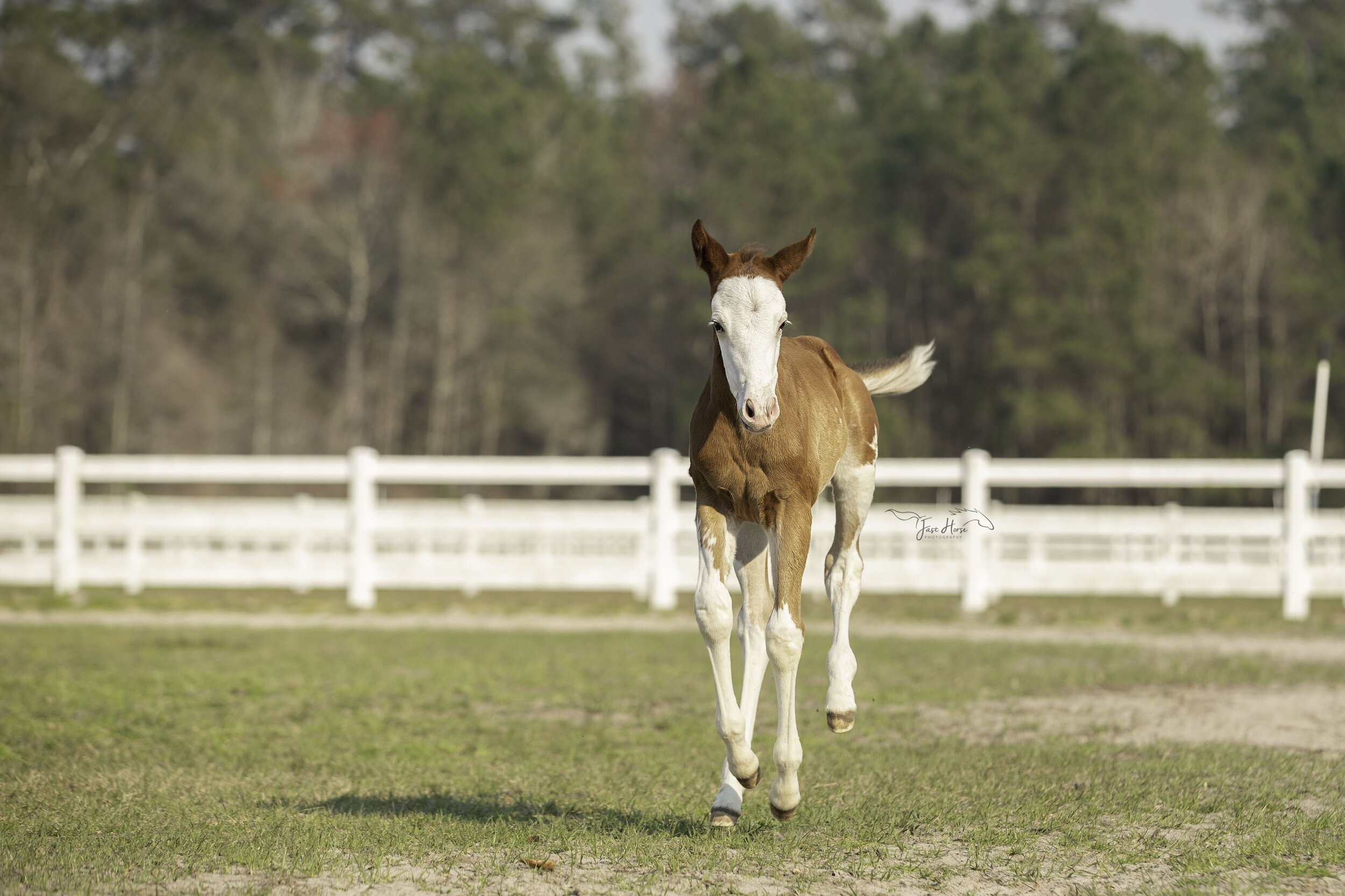 APHA_Foal_Colt_Florida_Fast Horse Photography_12.jpg