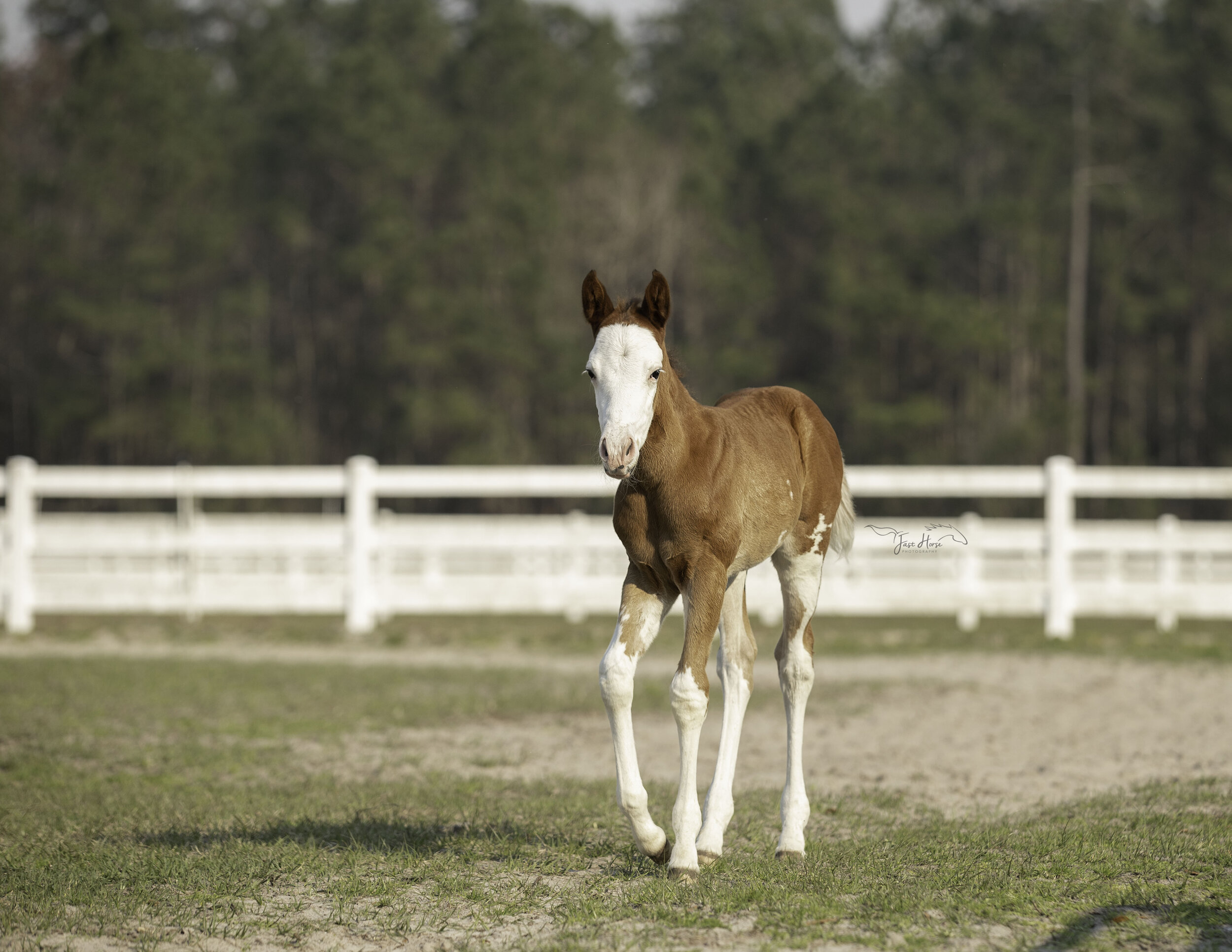 APHA_Foal_Colt_Florida_Fast Horse Photography_13.jpg