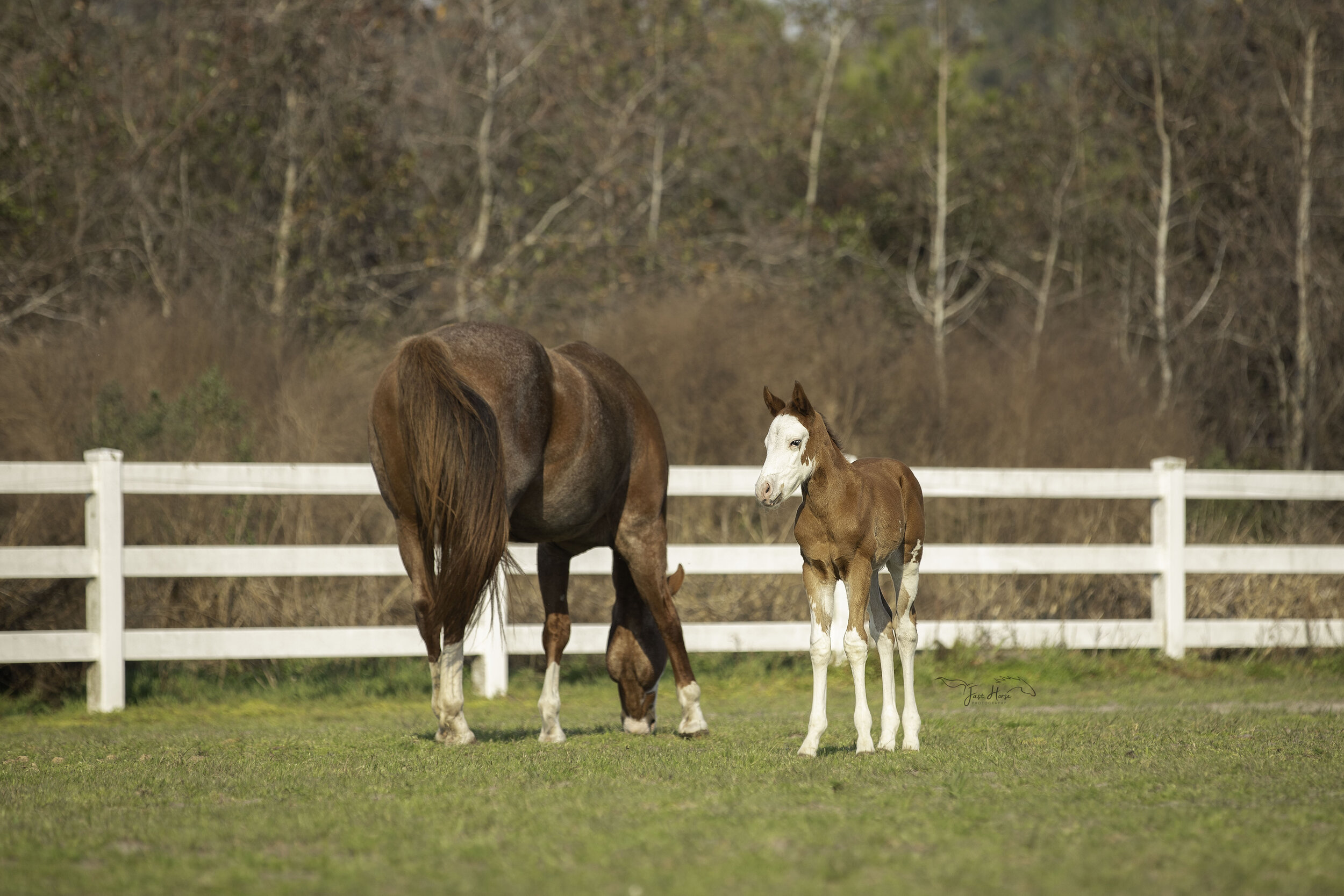 APHA_Foal_Colt_Florida_Fast Horse Photography_14.jpg