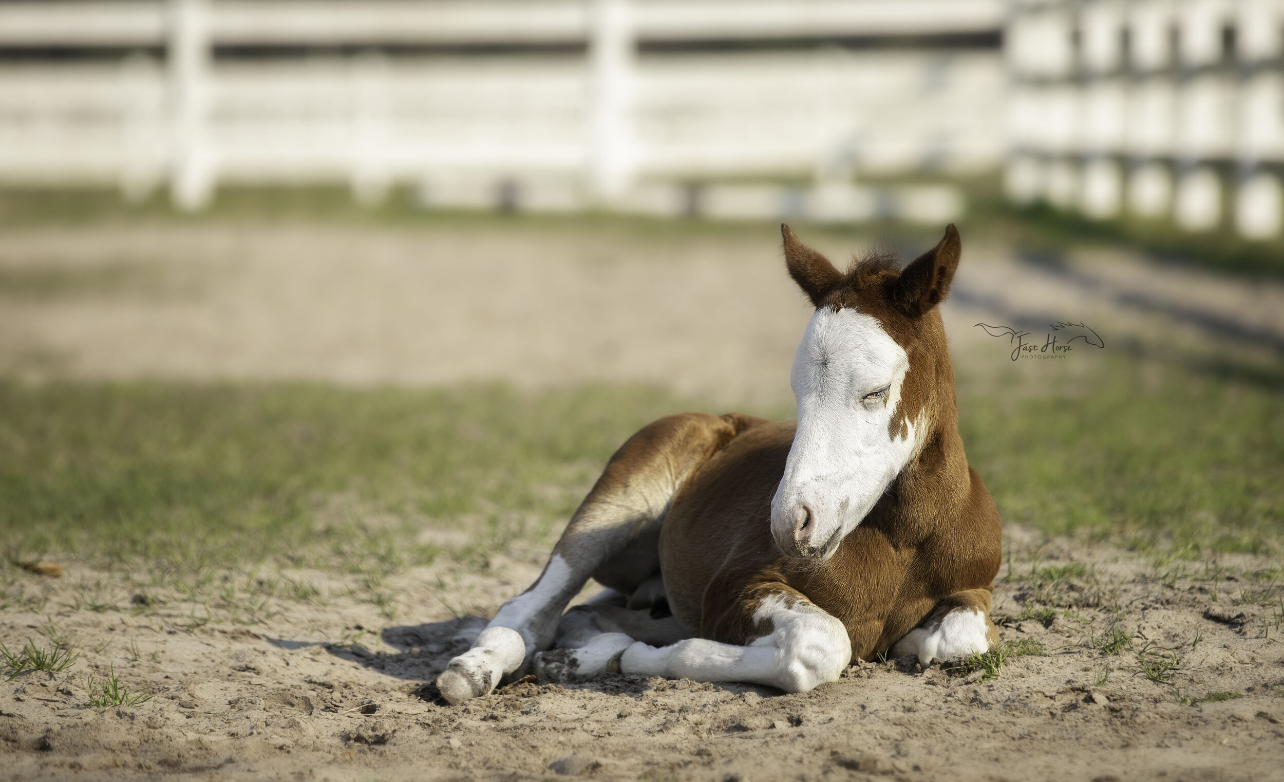 APHA_Foal_Colt_Florida_Fast Horse Photography_15.jpg