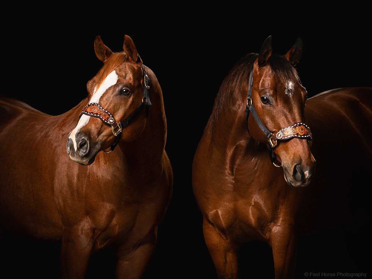 equine studio portraits-1-2.jpg