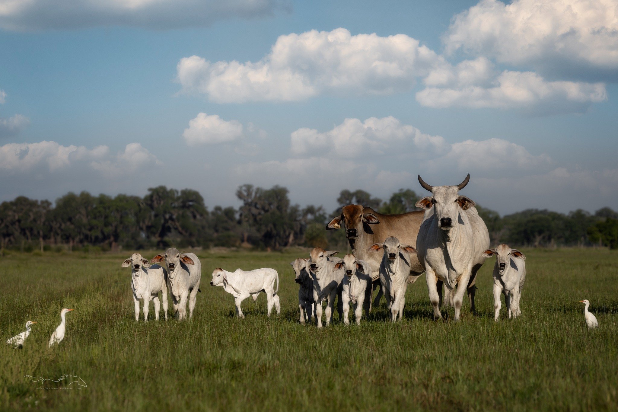 I spent yesterday morning photographing all the Spring babies at Cracker Swamp Cattle Co. The Brahman &quot;nursery&quot; was the cutest! The rest of the herd was just out of frame, but I loved how all the little calves were hanging together. Big tha