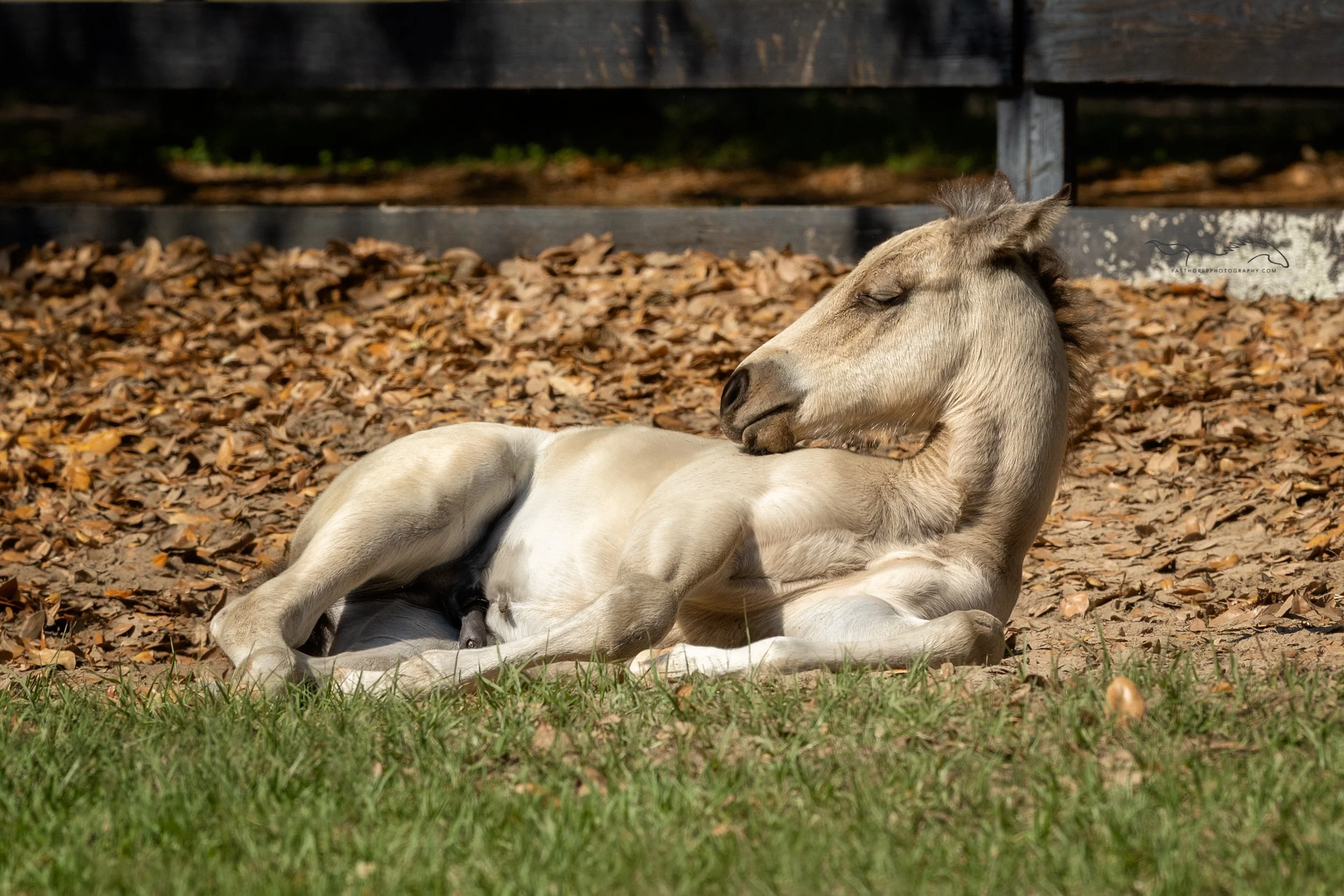 Spring Foal Photography in Florida with Wiley and Clover
