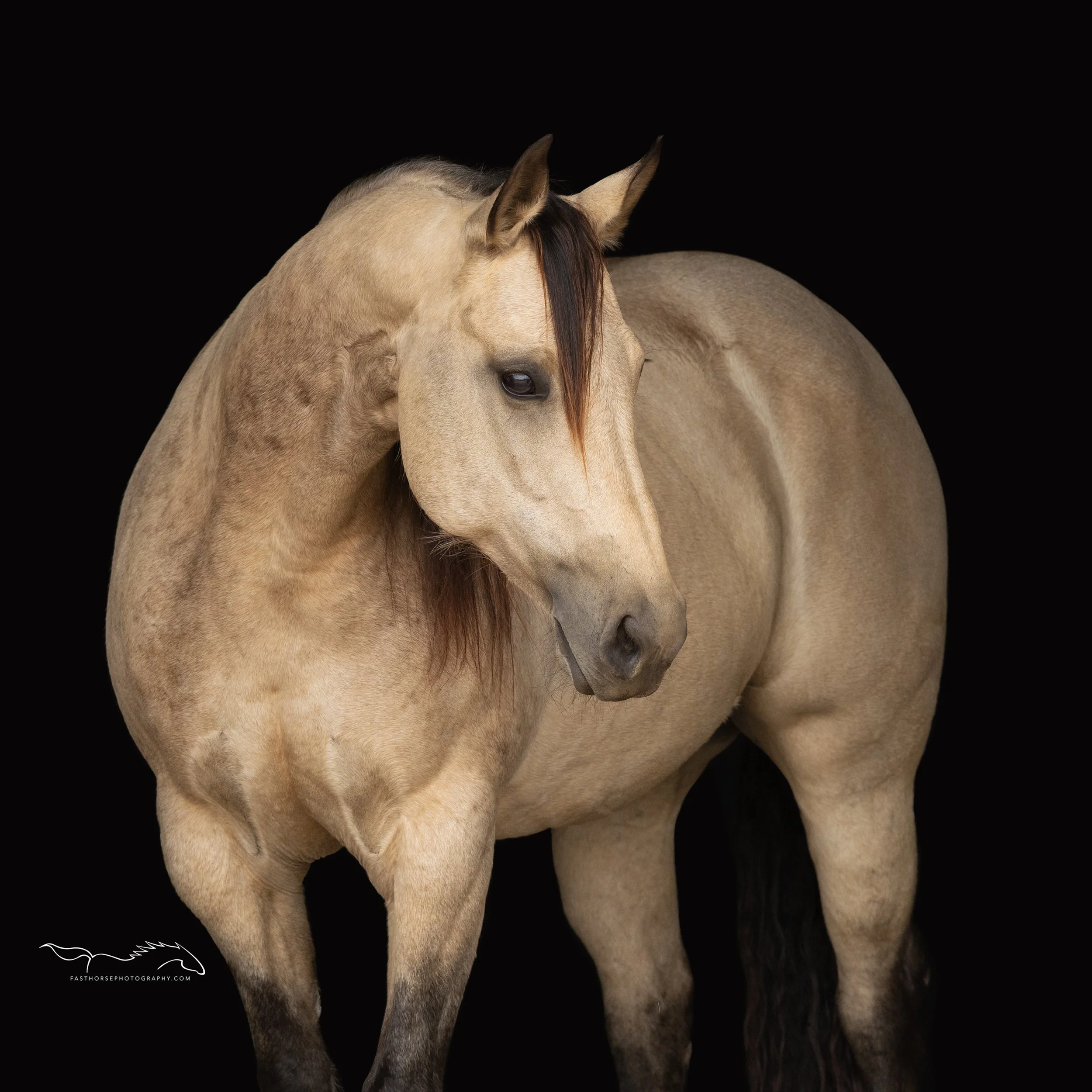 Now Offering Short-Form Video Content for Horse Businesses and Equestrian Brands