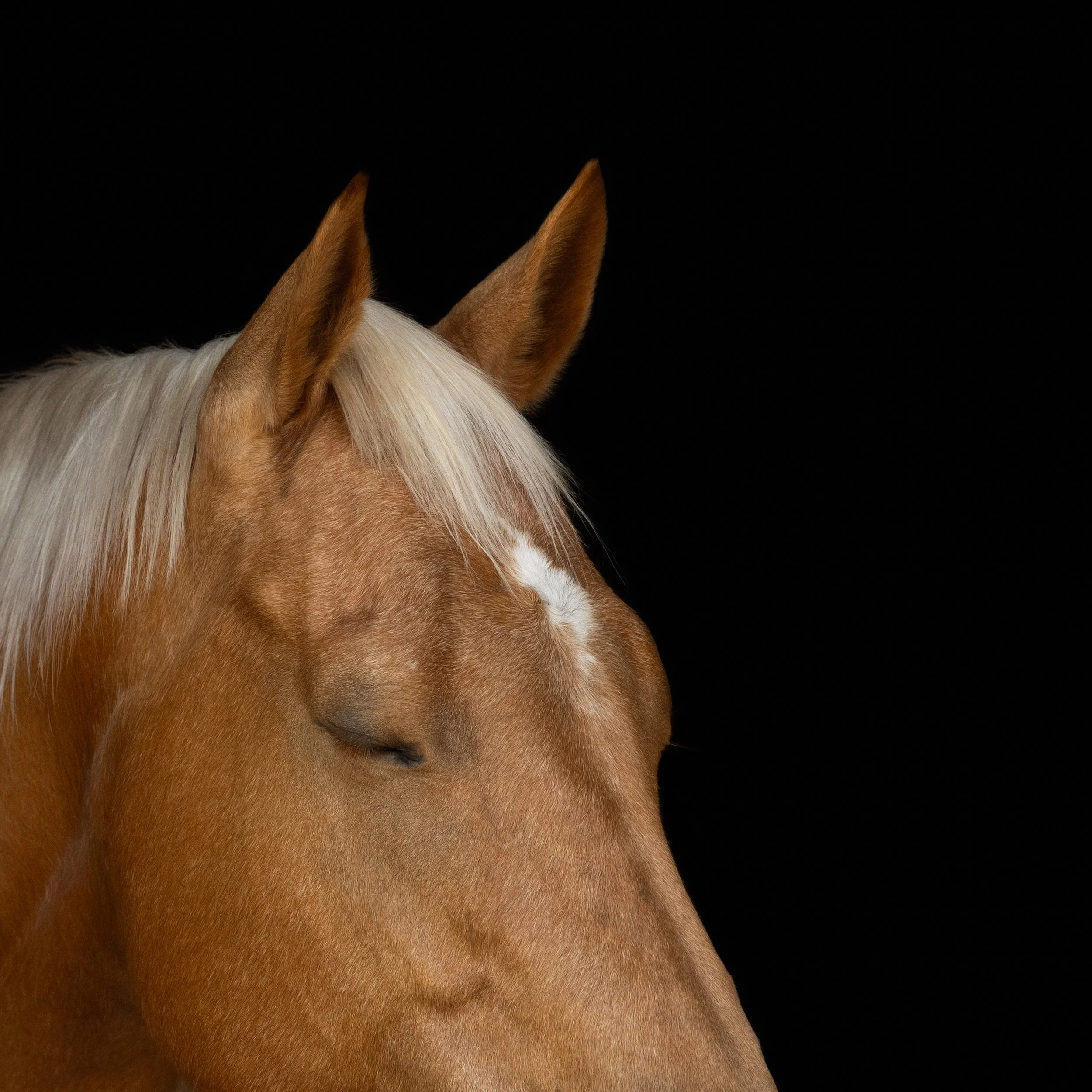 FHP_Heidi-1614.jpg