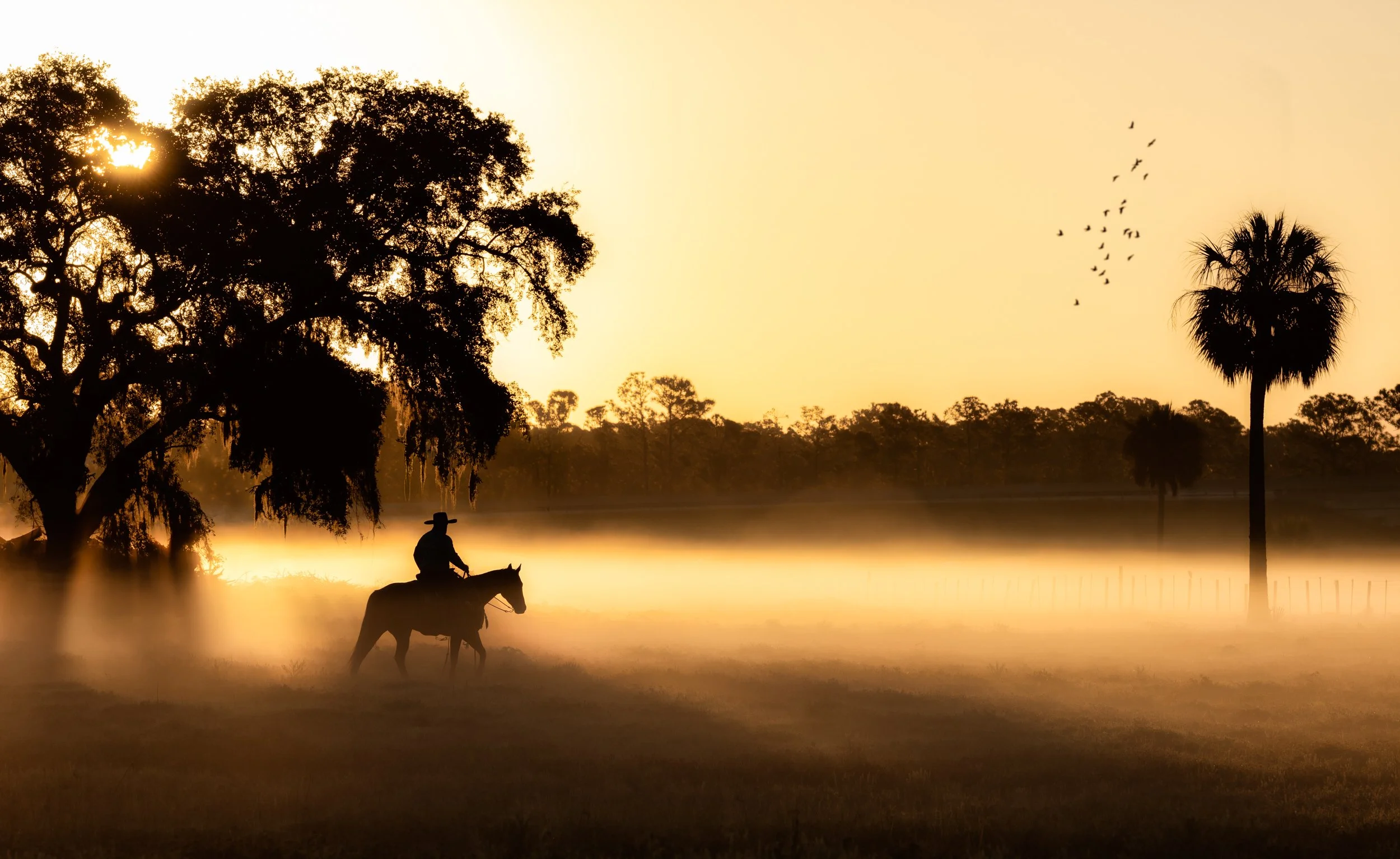 A Morning Photographing Bar J Performance Horses in Daytona Beach Florida