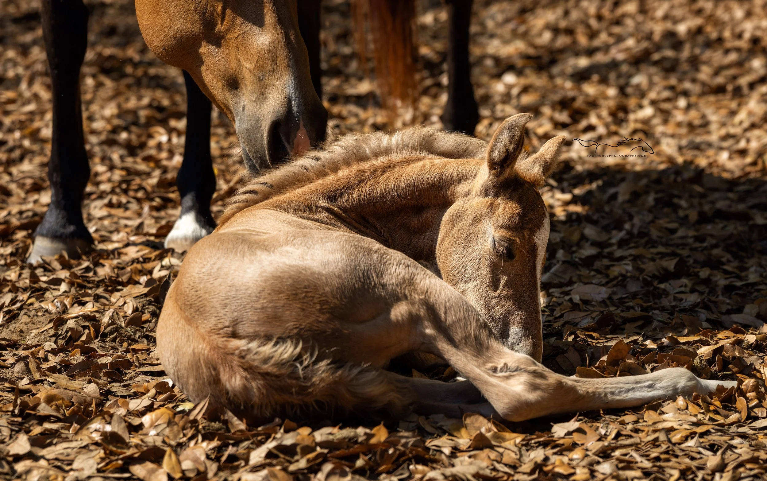 a little filly lays in the leaves while her mother looks on
