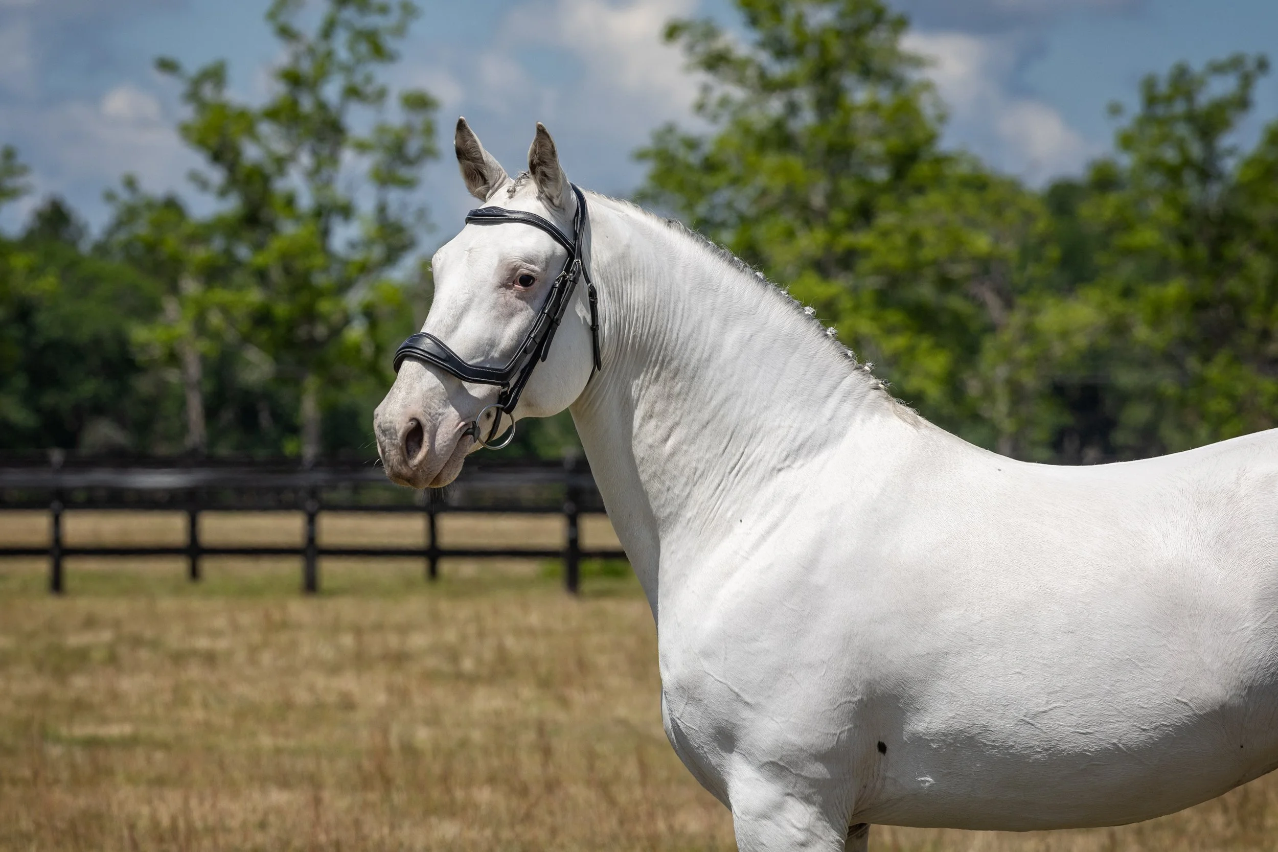 Pax Asgard af Pegasus of Big Vine Ranch poses for a portrait