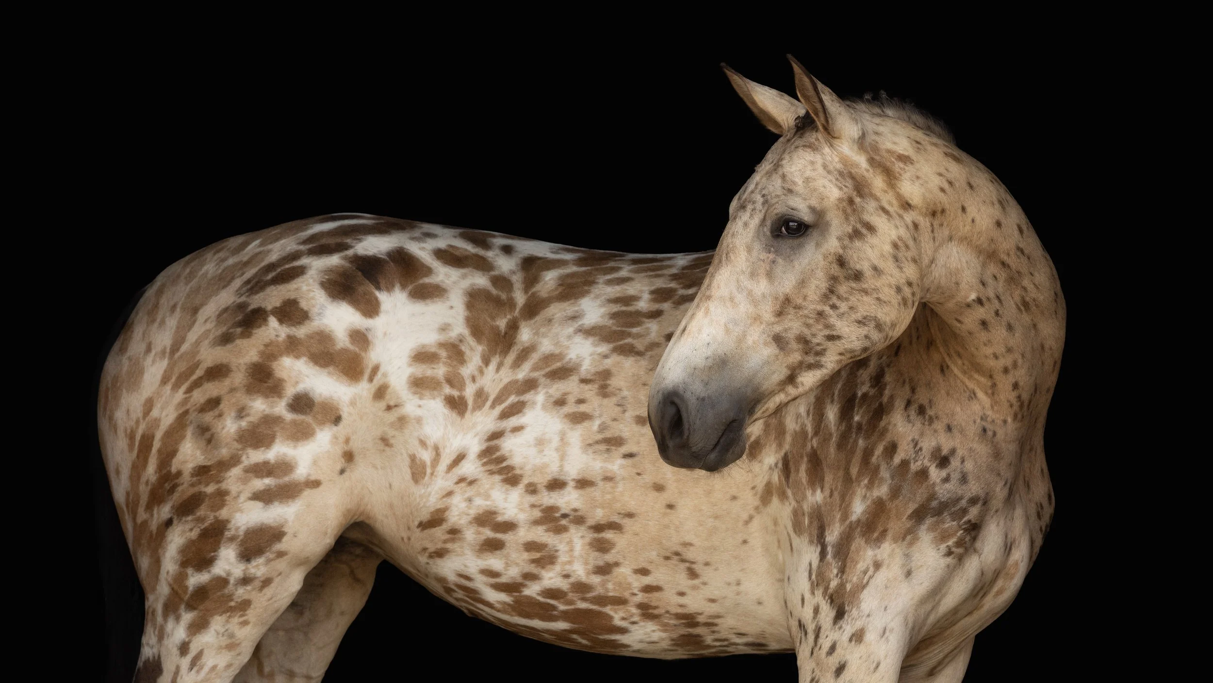 knabstrupper mare by Pax Asgard af Pegasus