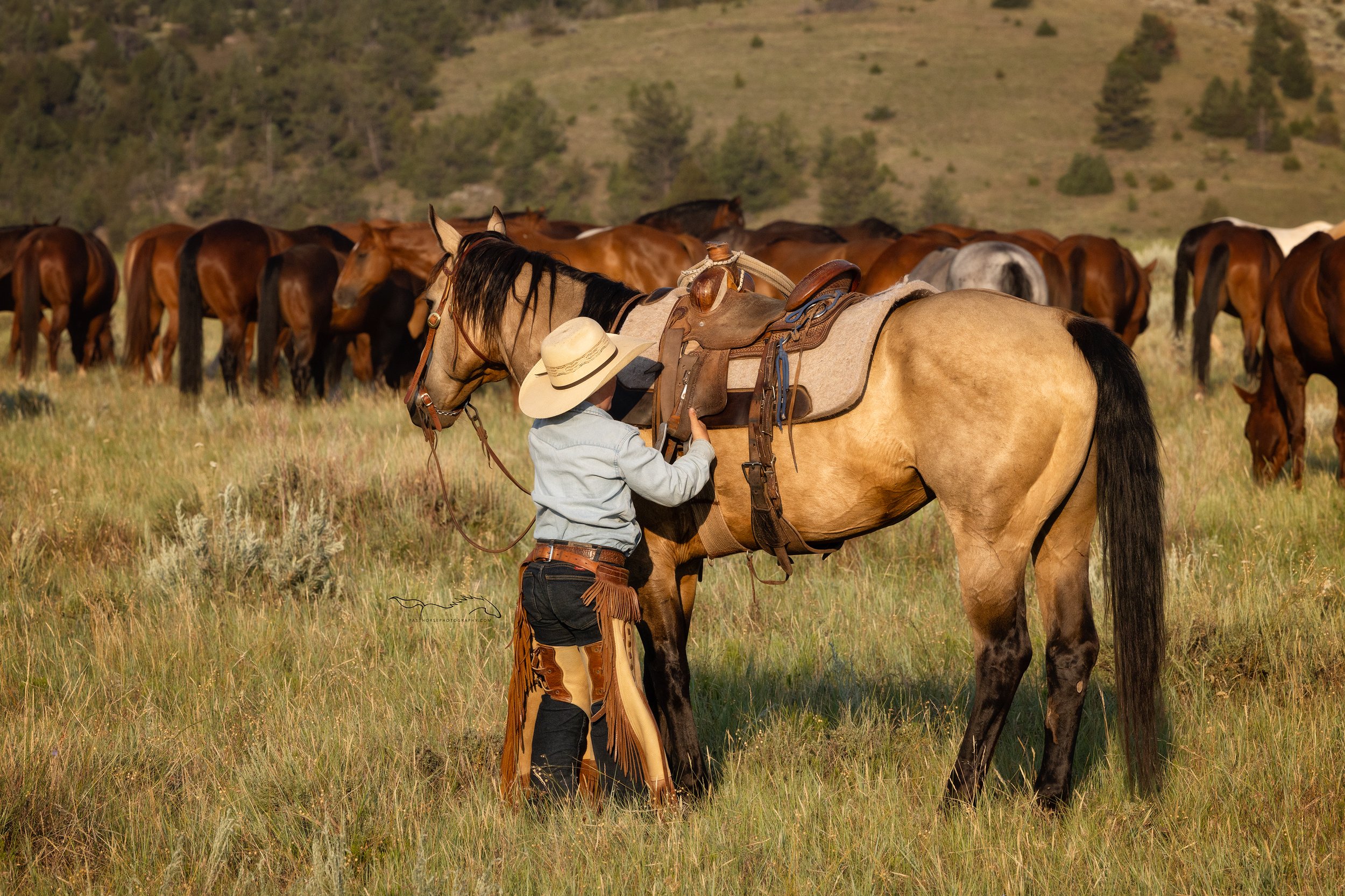 preteen boy saddles his horse with a herd of horses in the background
