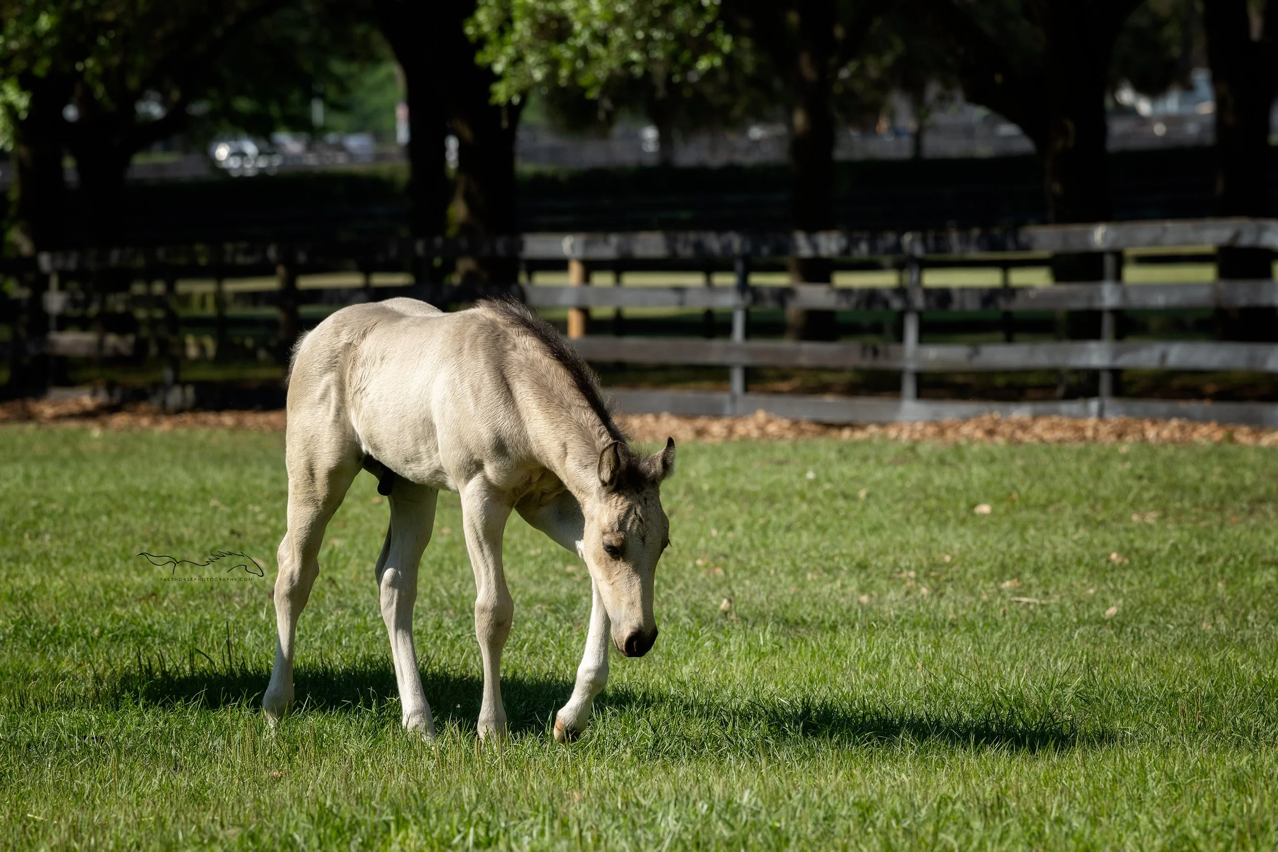 Colt walks across a green pasture