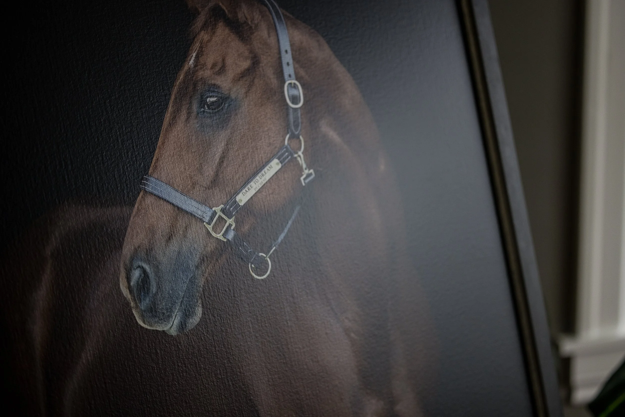 Why Hire a Professional Horse Photographer When You Have a Great Phone