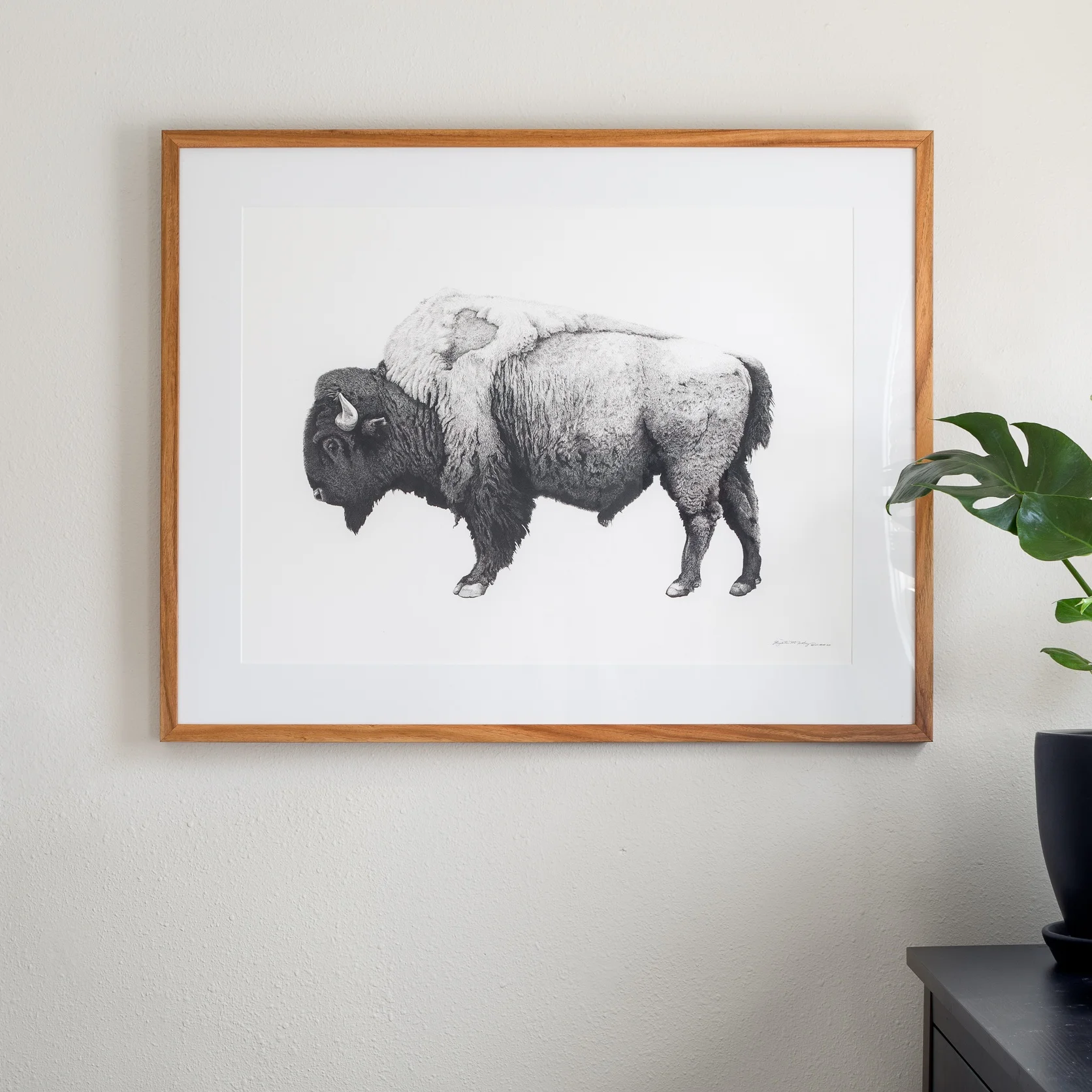 BISON